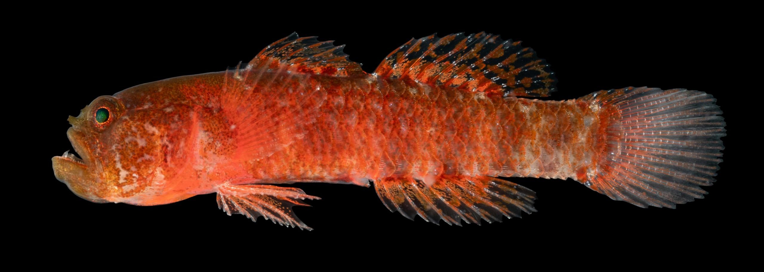 Bright-Orange-Grumpy-Dwarfgoby-scaled.jpg