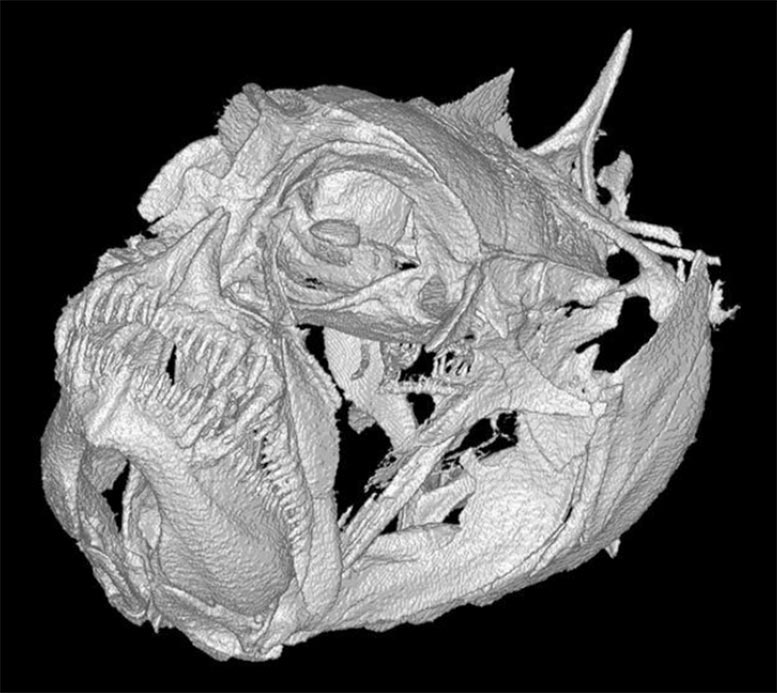 CT-Scan-of-Grumpy-Dwarfgoby-Skull.jpg