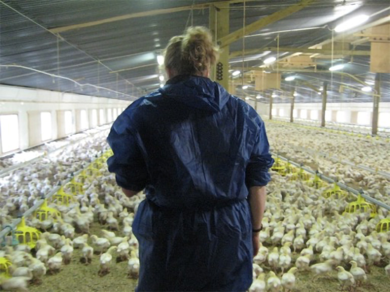 Intensive-Poultry-Farming-in-the-UK.jpg