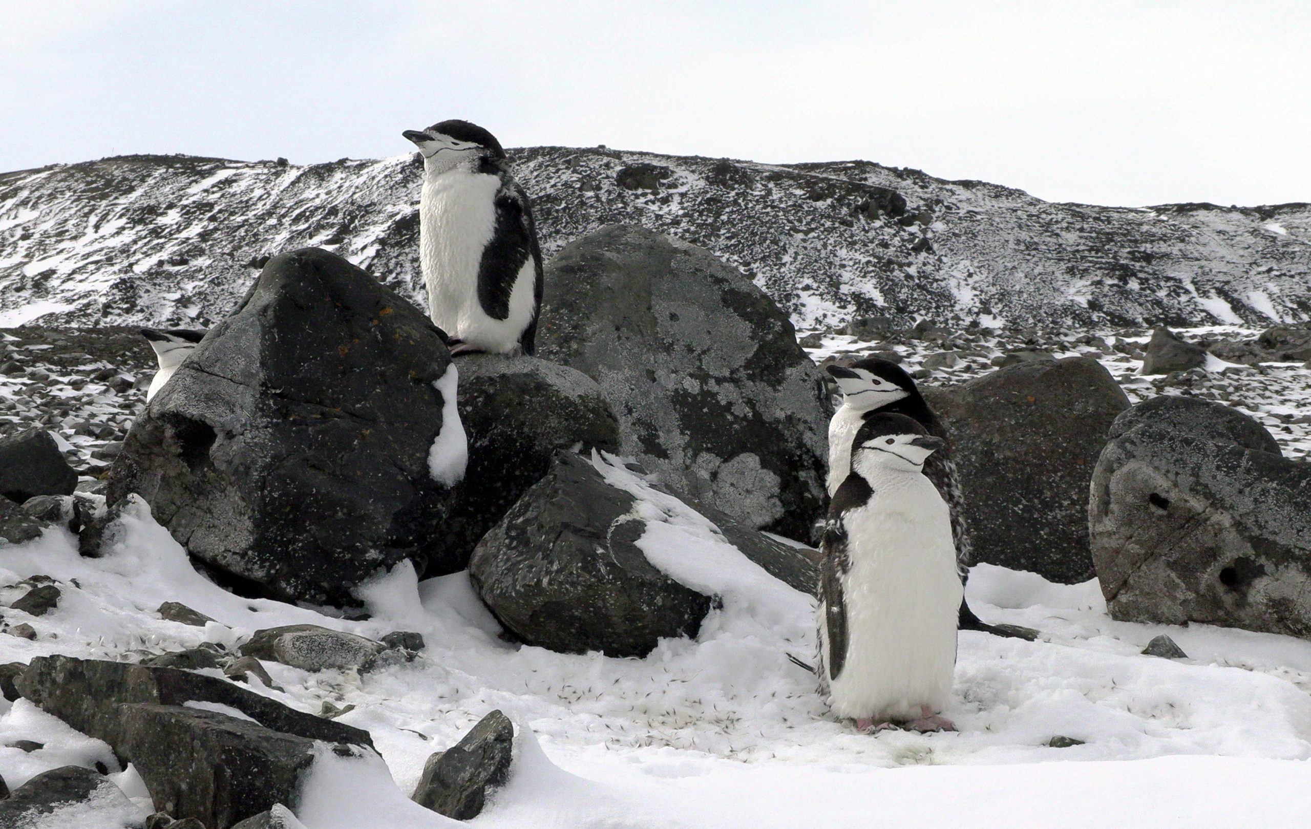 Penguins-on-King-George-Island-scaled.jpg