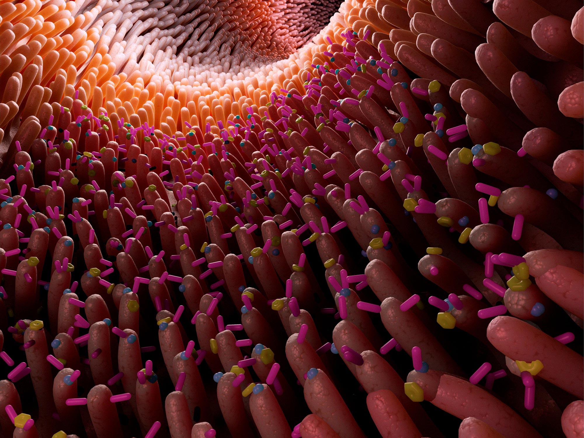 Illustration-of-Gut-Microbiome.jpg