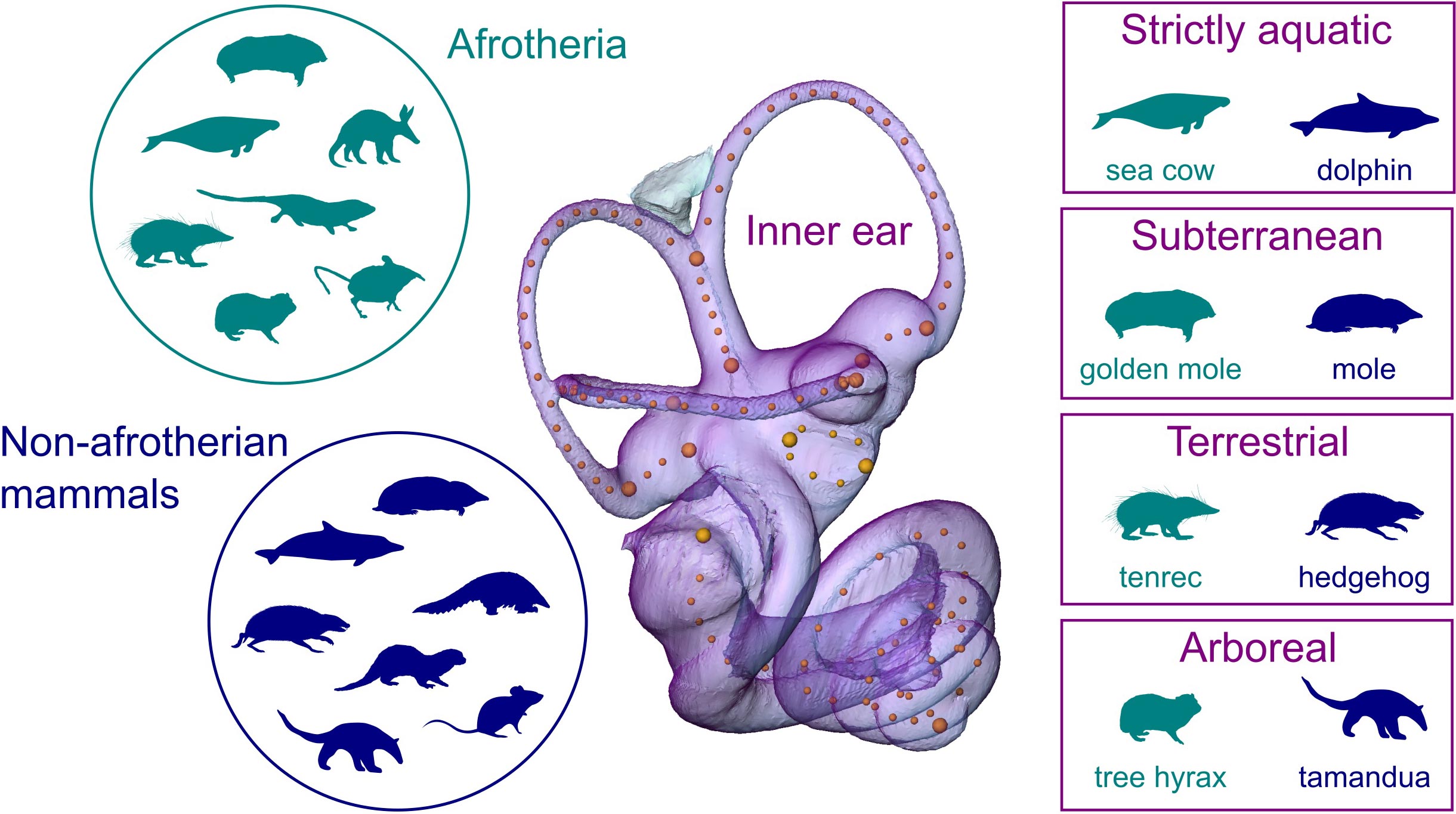 Comparison-of-Mammal-Inner-Ear-Shapes.jpg