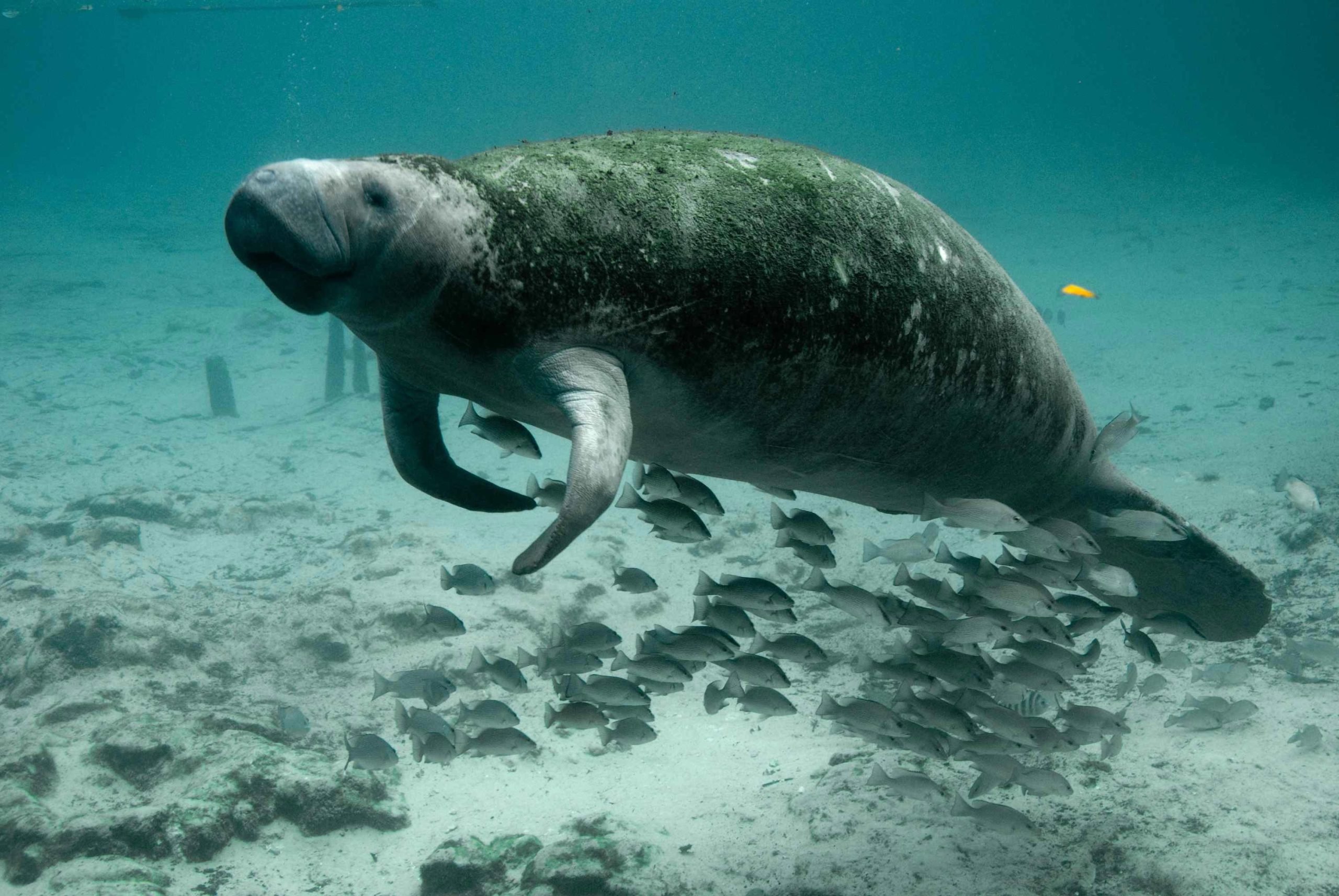 Sea-Cow-With-Fish-scaled.jpg