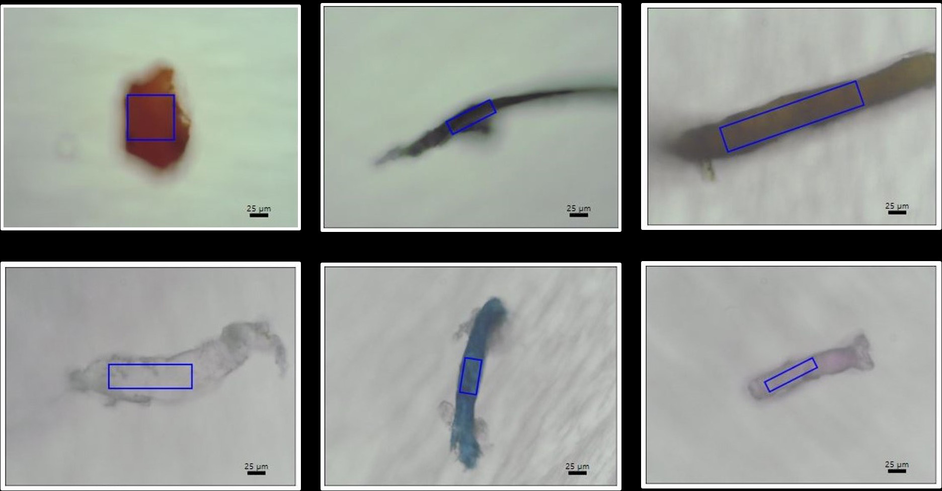 Samples-of-Microplastics-Found-in-Coral.jpg