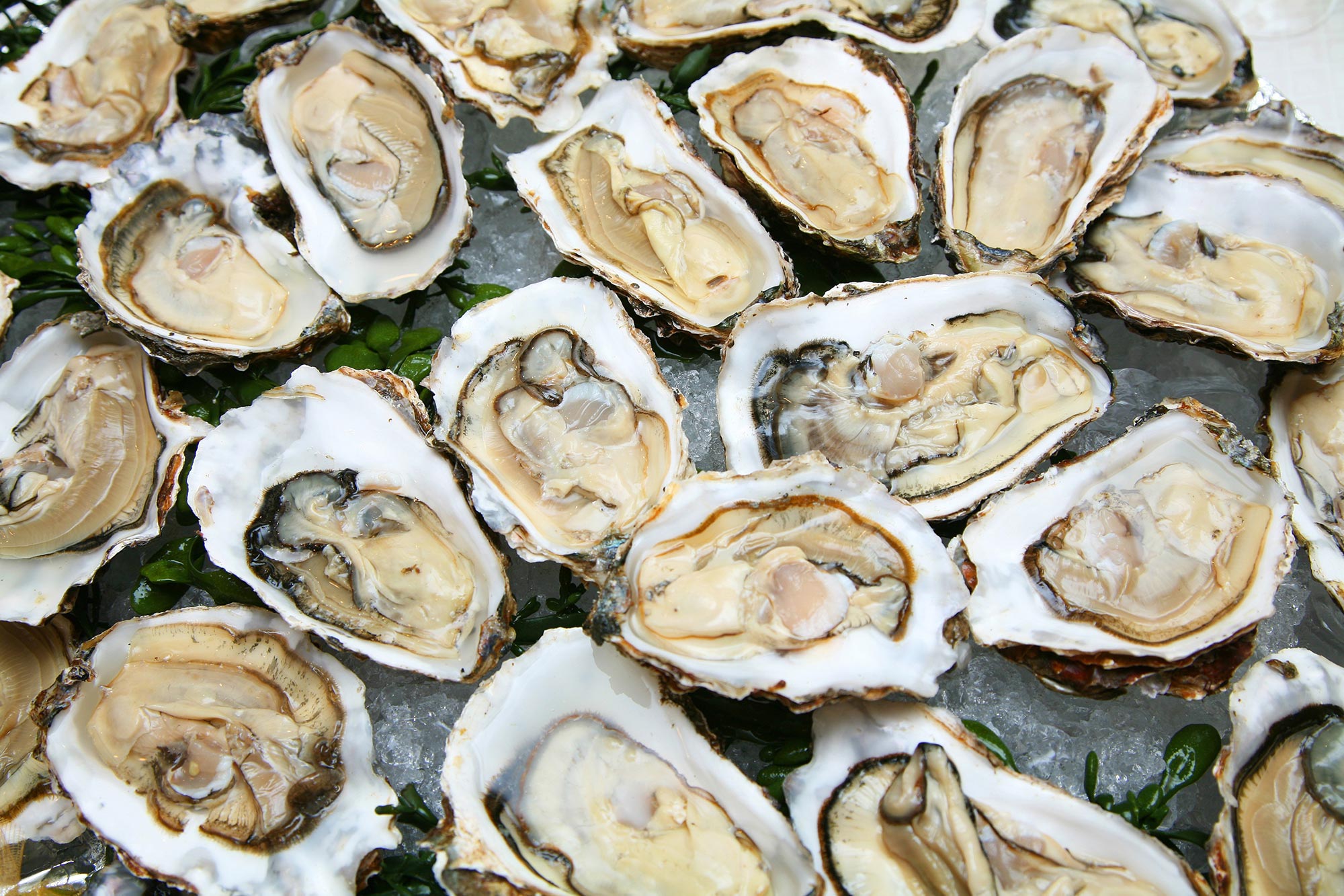 Open-Oysters-on-Ice.jpg