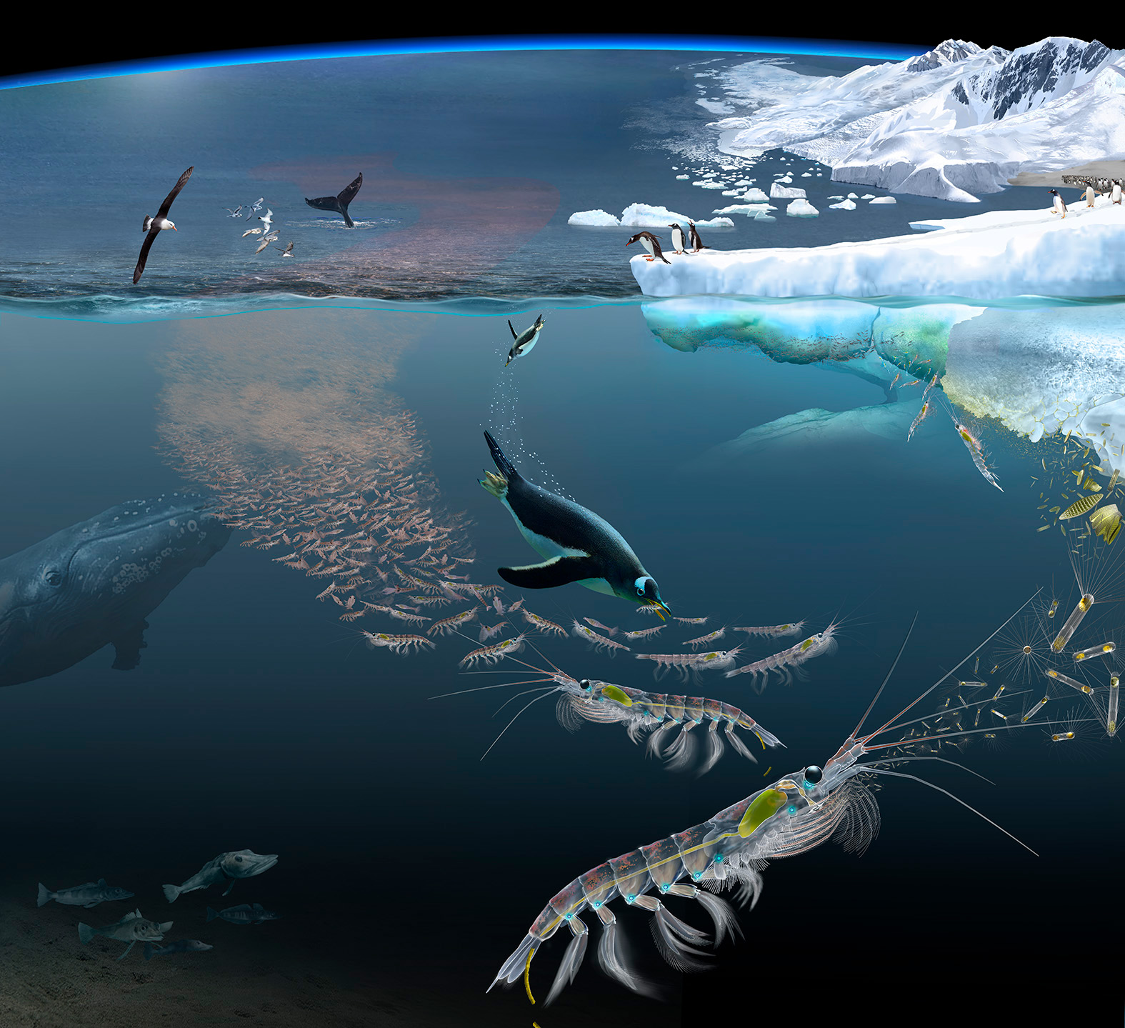Krill-in-the-Ecosystem.jpg