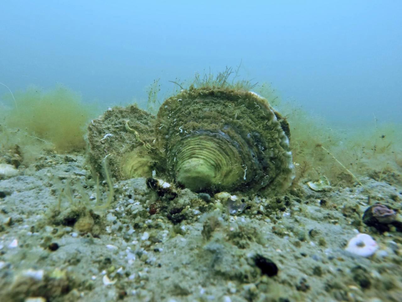 European-Flat-Oysters.jpg
