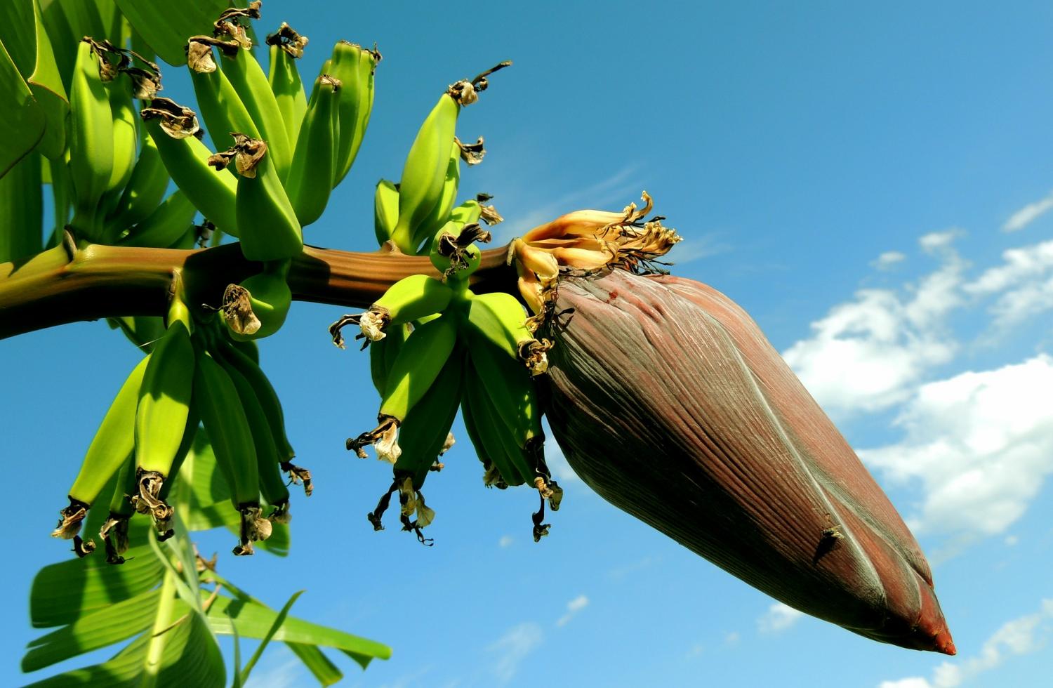 banana.jpg