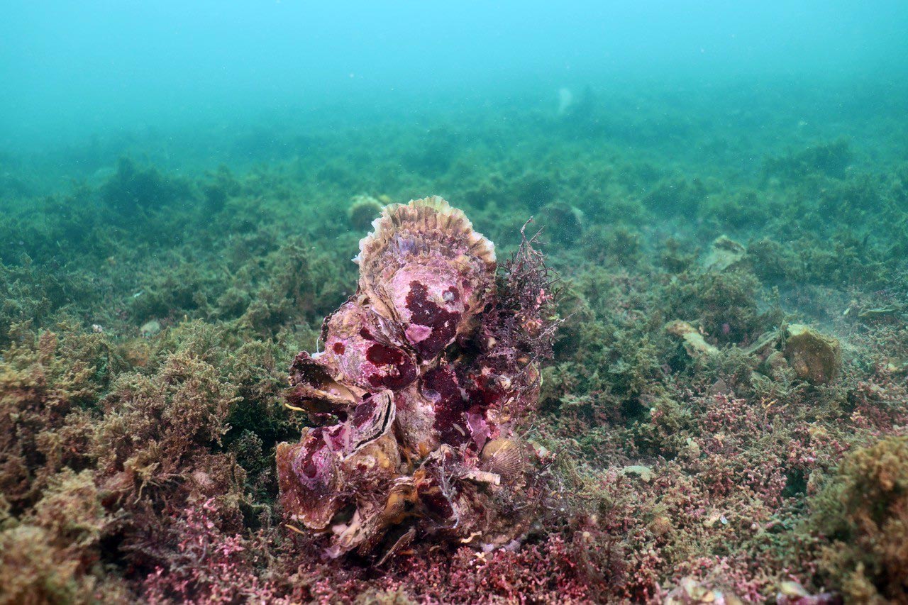 Clump-of-Oysters.jpg