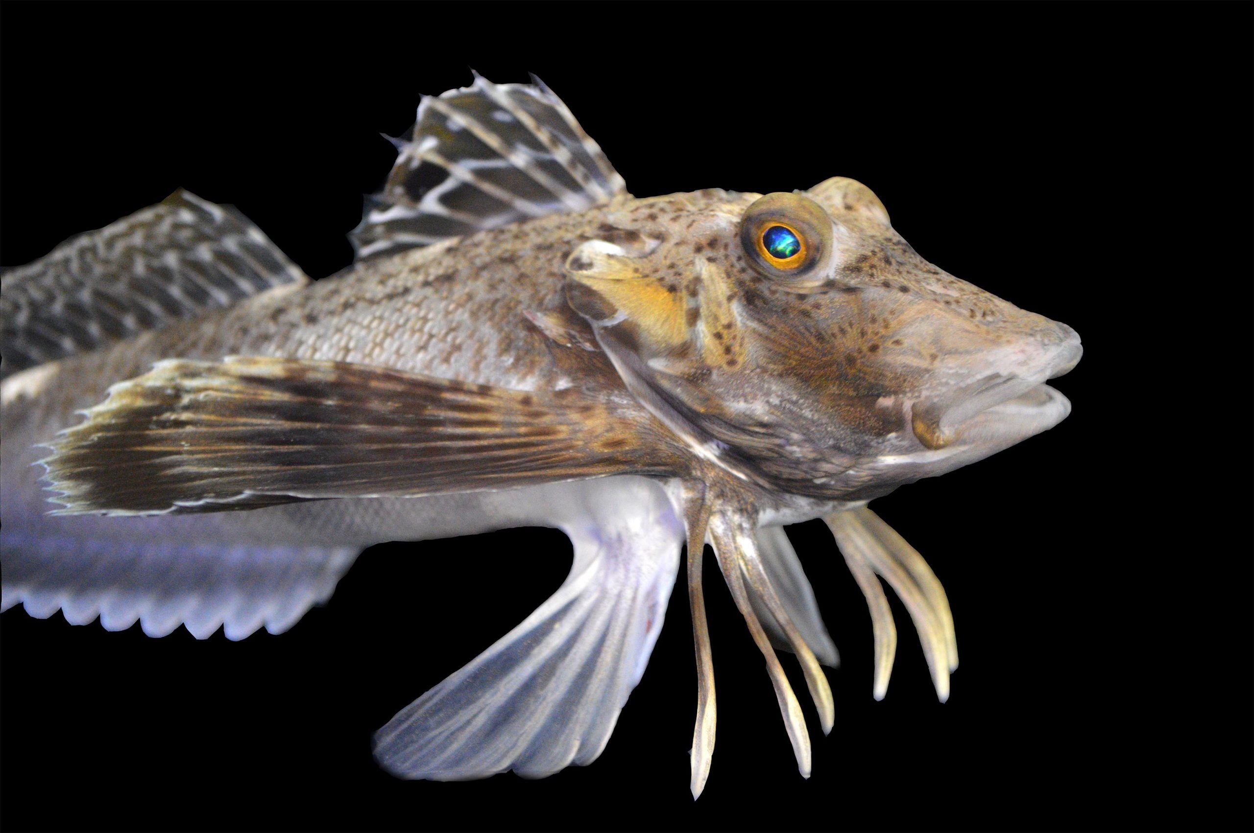 Sea-Robin-Prionotus-carolinus-scaled.jpg