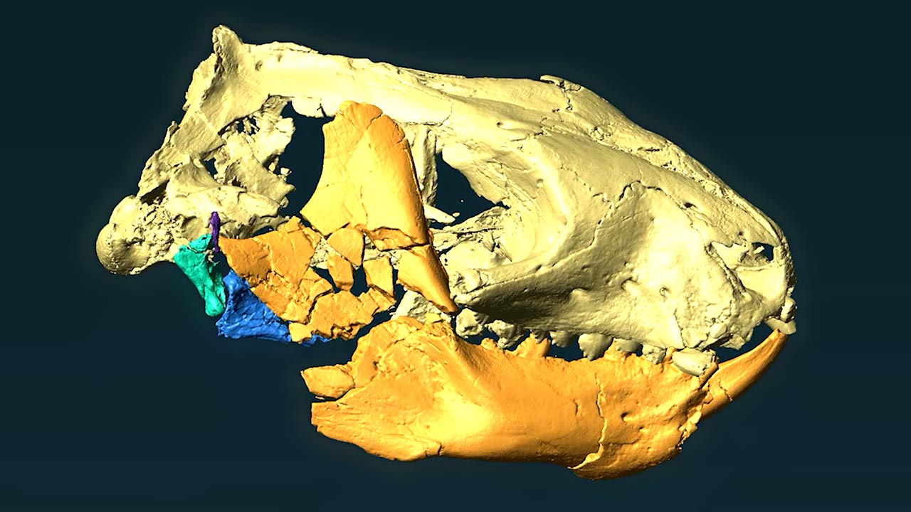 Riograndia-guaibensis-CT-Scan.jpg