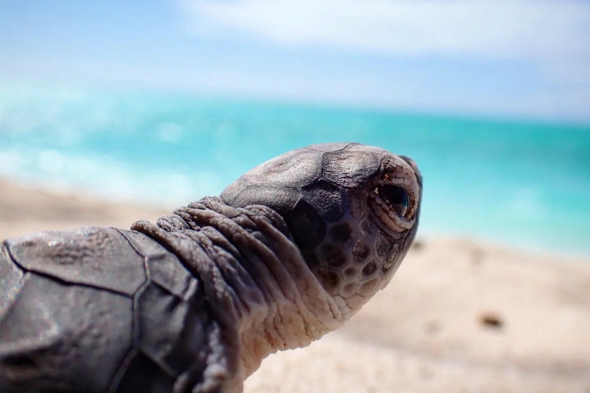 Turtle-Hatchling-Close-Up.jpg