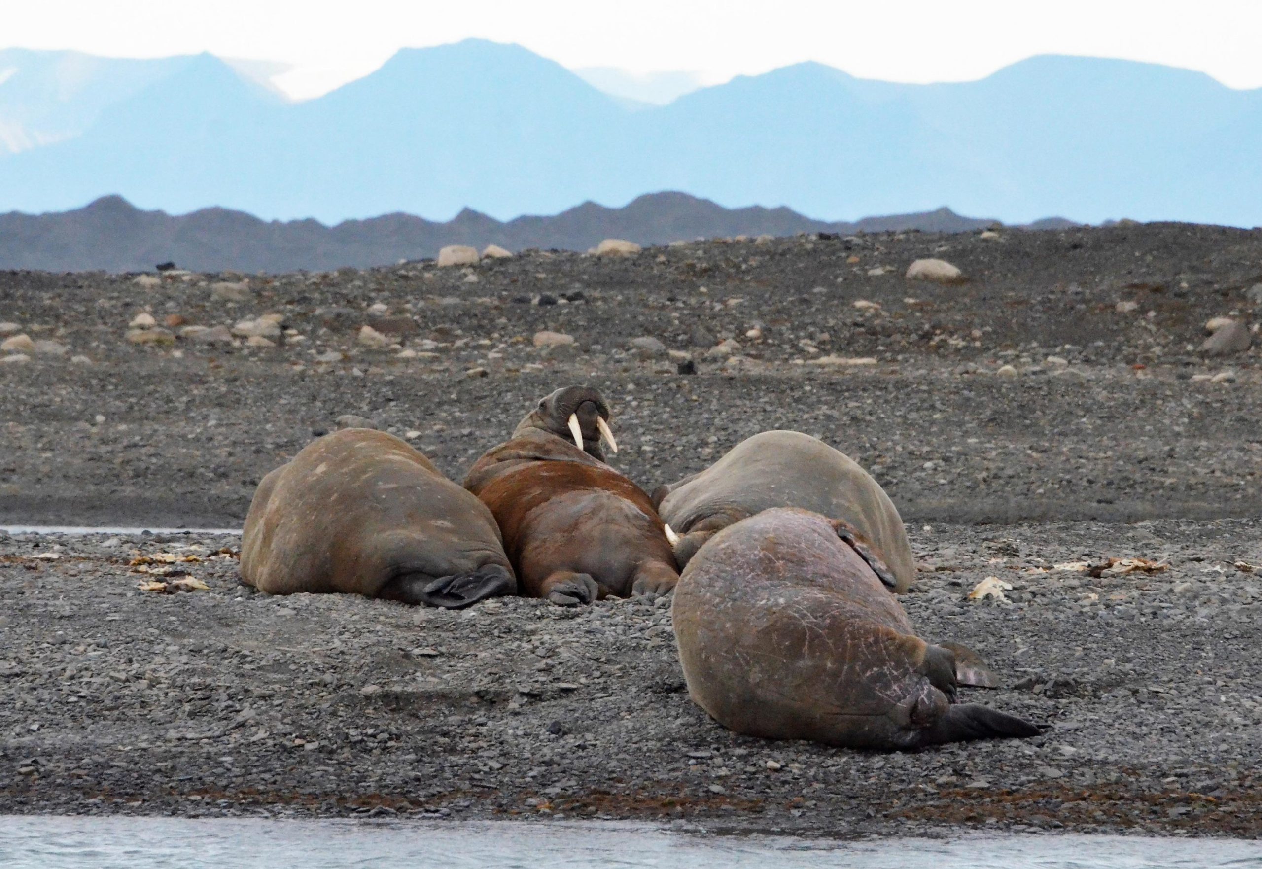 Walruses-in-Svalbard-scaled.jpg
