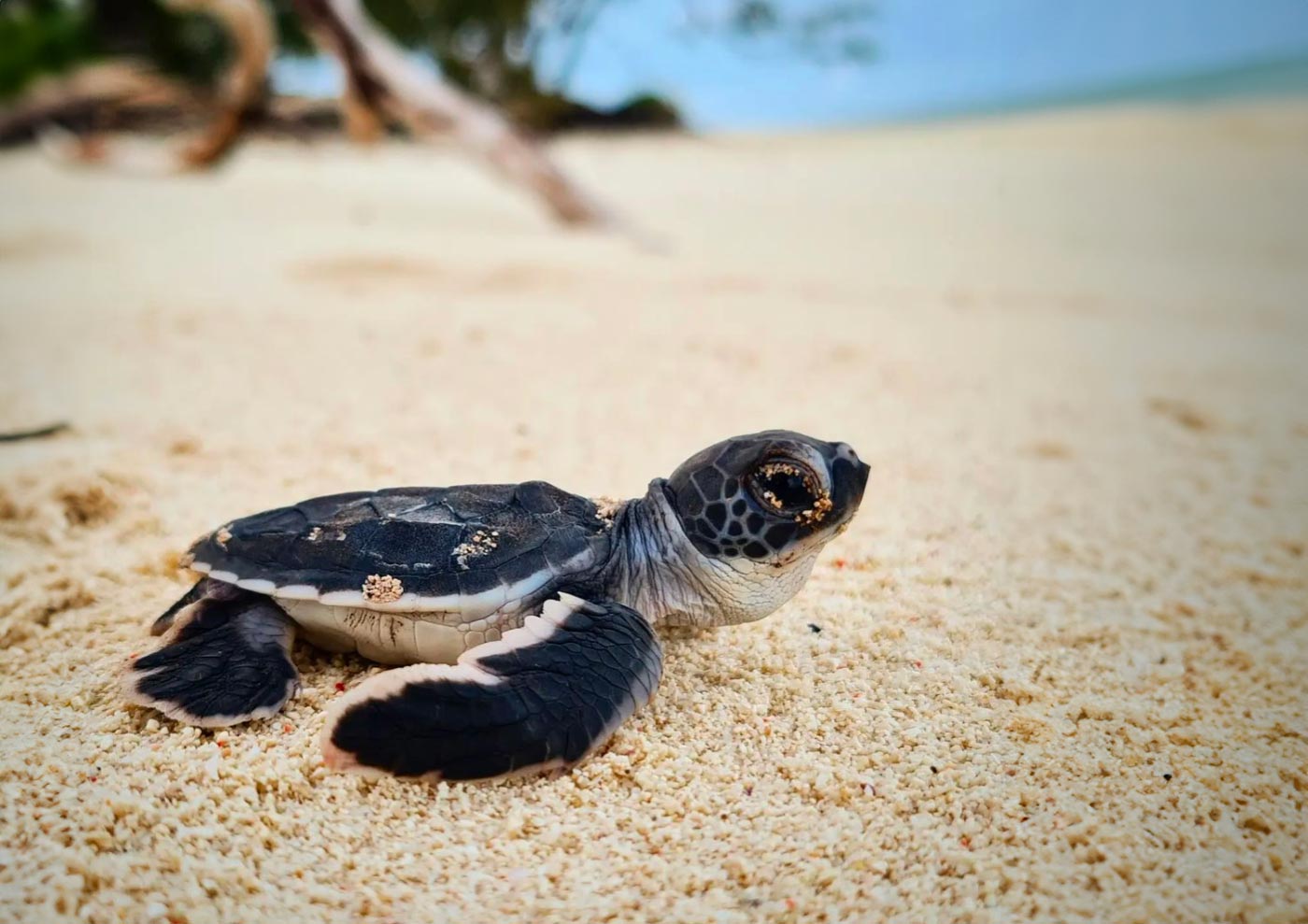 Turtle-Hatchling-Beach-Wide.jpg