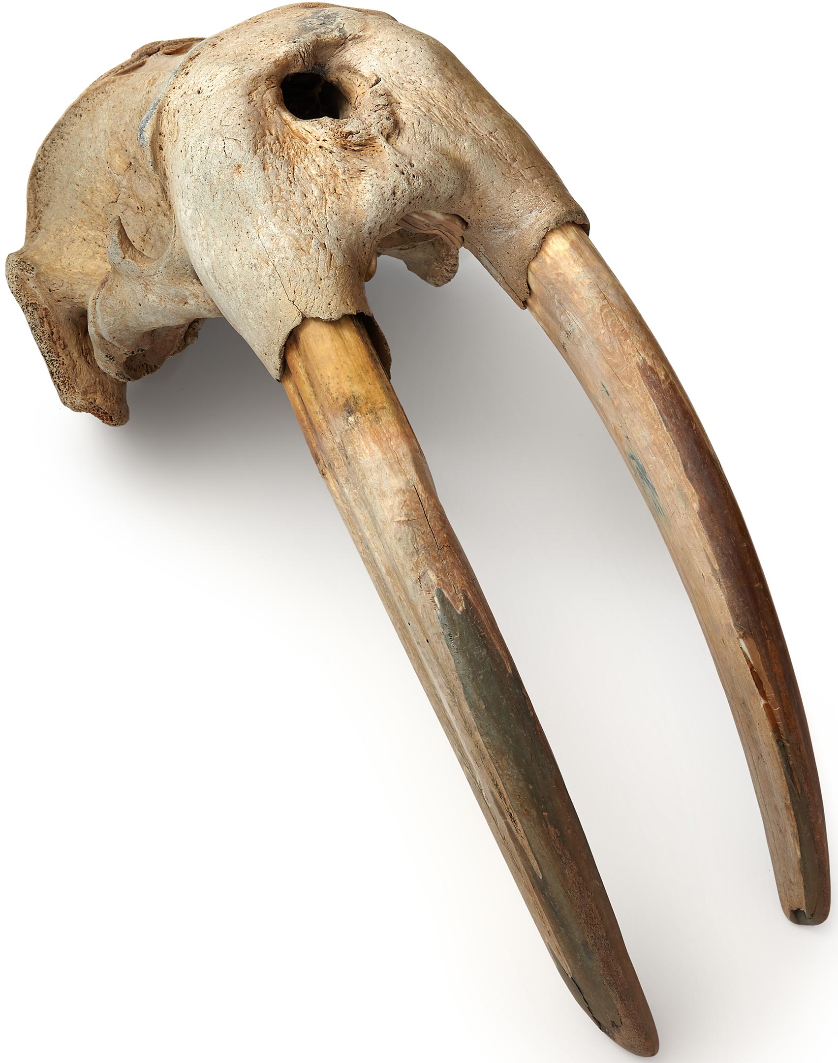 Front-of-Ancient-Walrus-Tusks.jpg