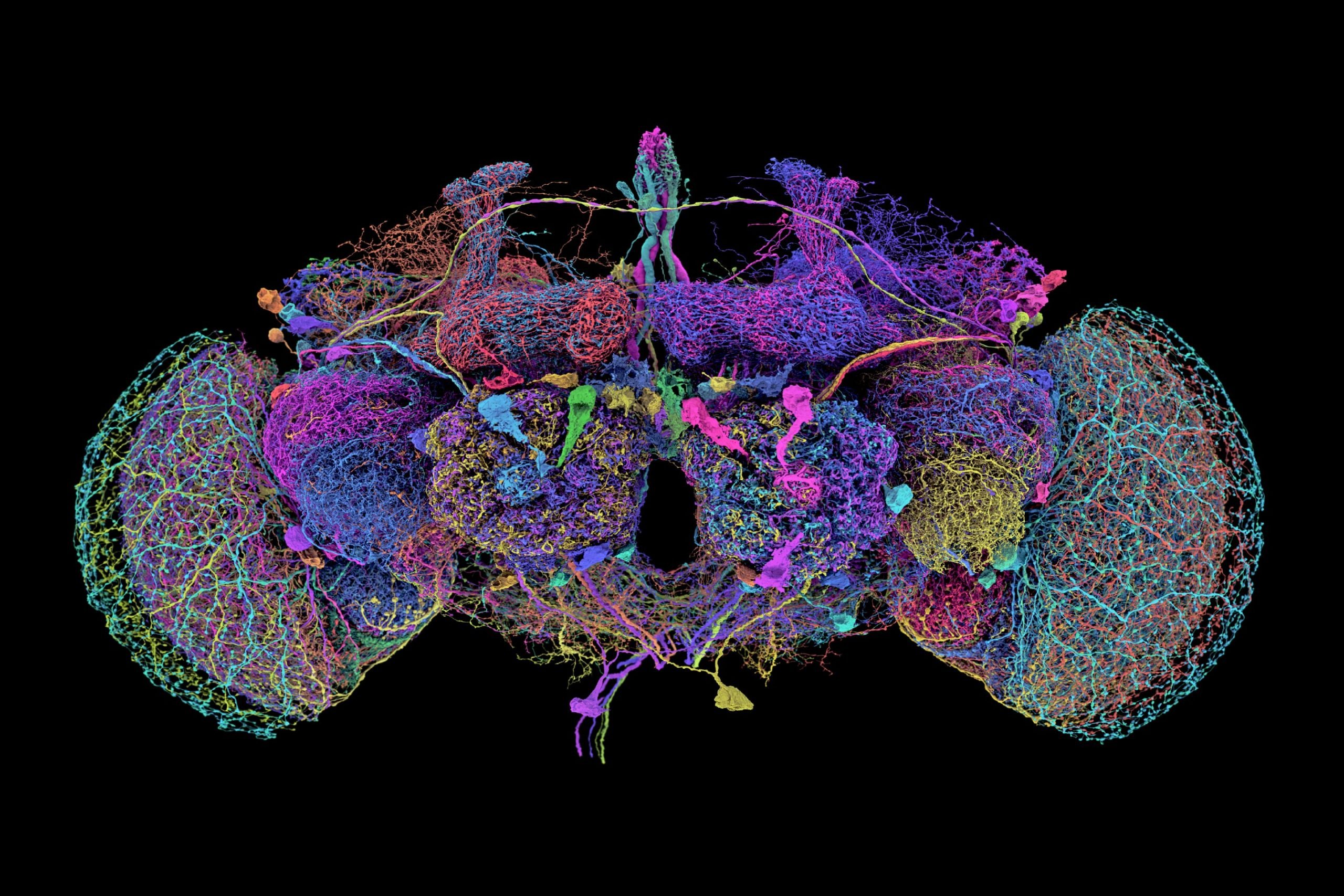 Fruit-Fly-Connectome-50-Largest-Neurons-Black-scaled.jpg