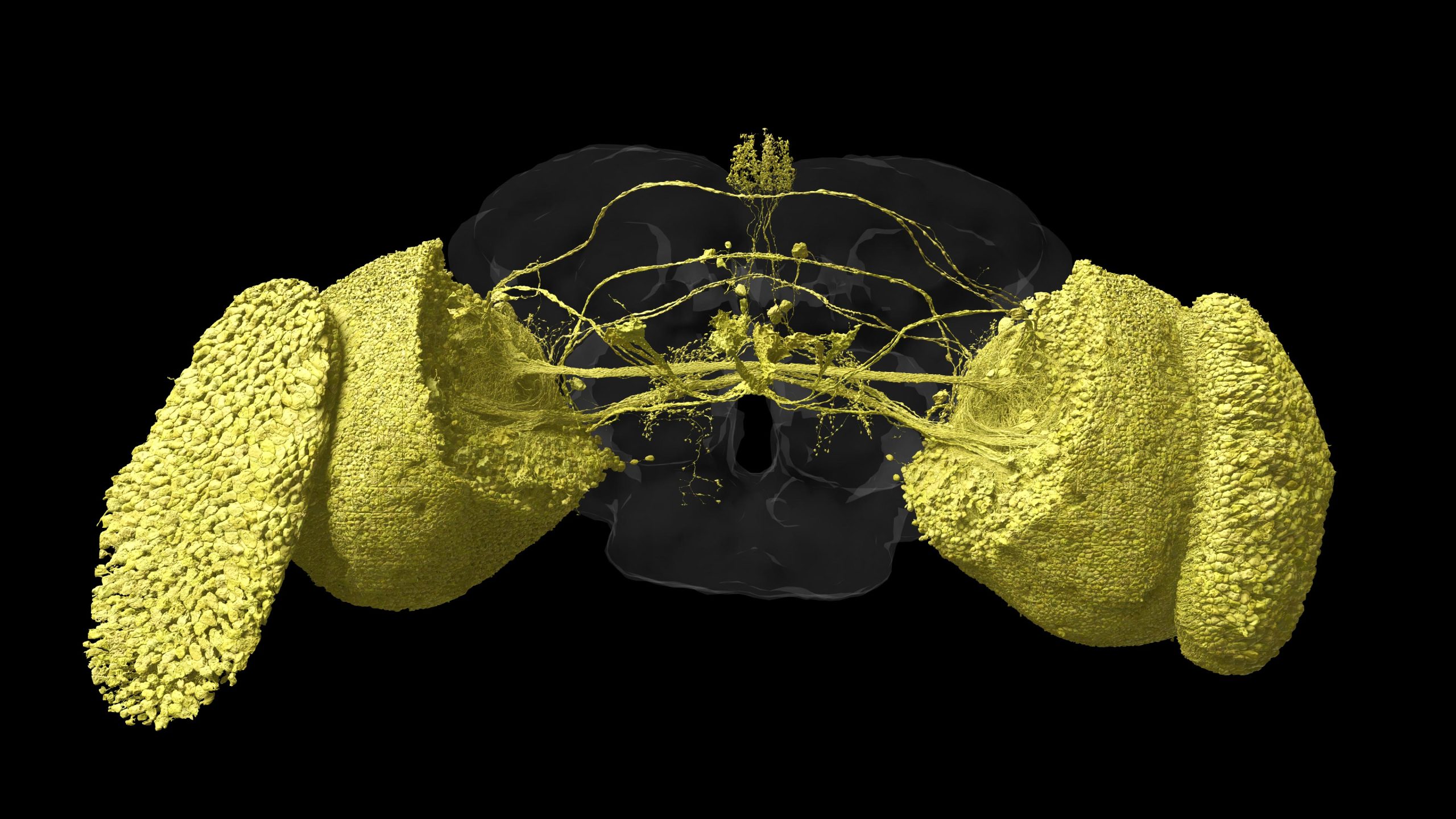 Flys-Visual-System-3D-Rendering-Black-scaled.jpg