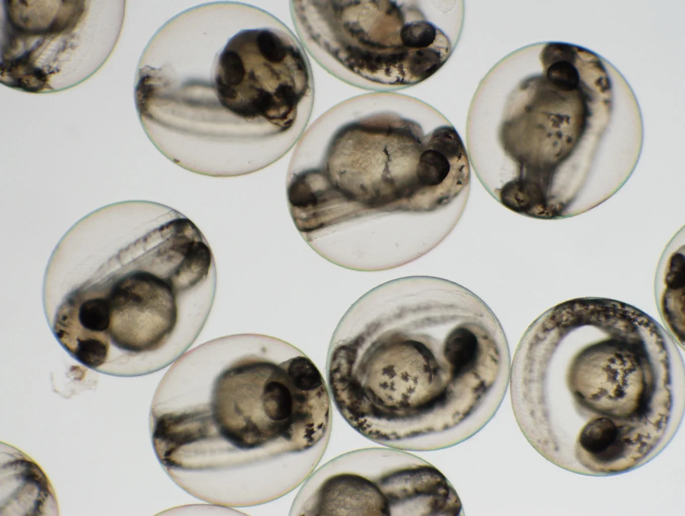 48-hpf-embryos.webp