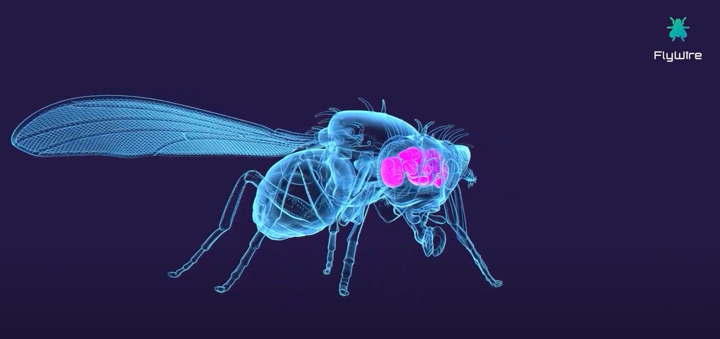 FlyWire.jpg