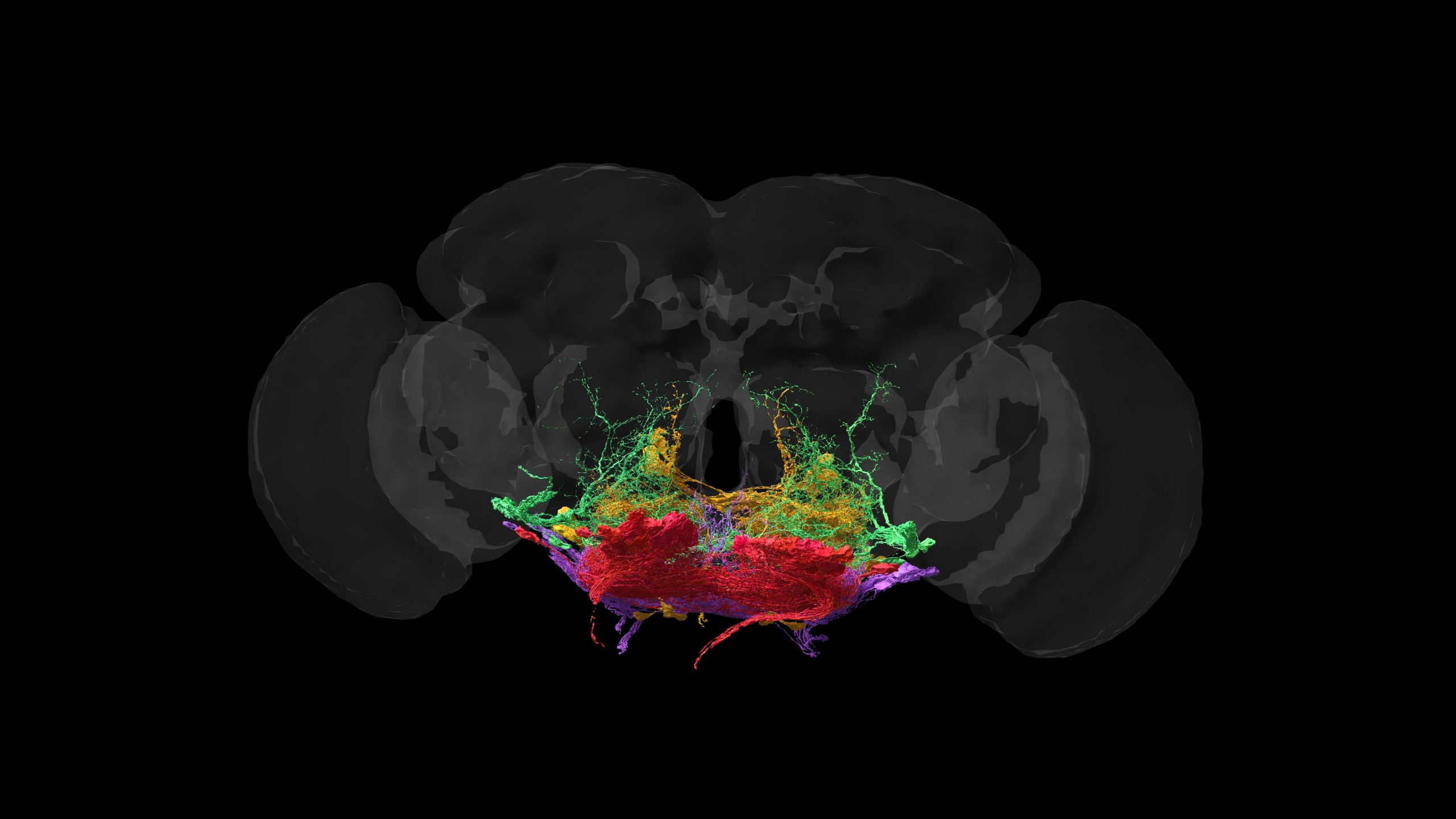 Motor-Neurons-in-Fruit-Fly-Brain-Black-scaled.jpg