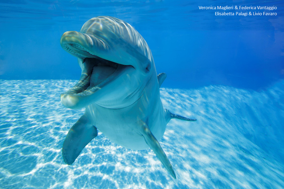 Dolphin-Open-Mouth.jpg