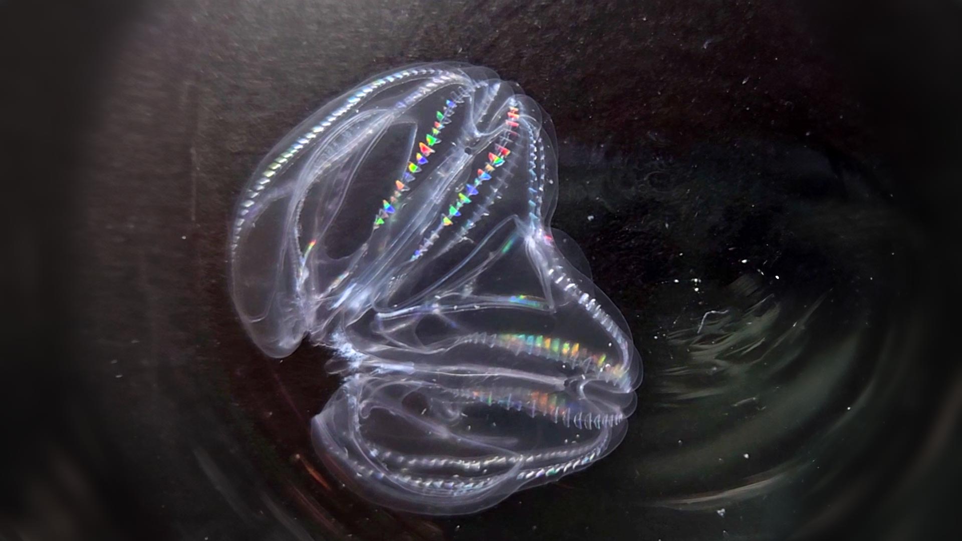 Comb-Jellies-Fused.jpg