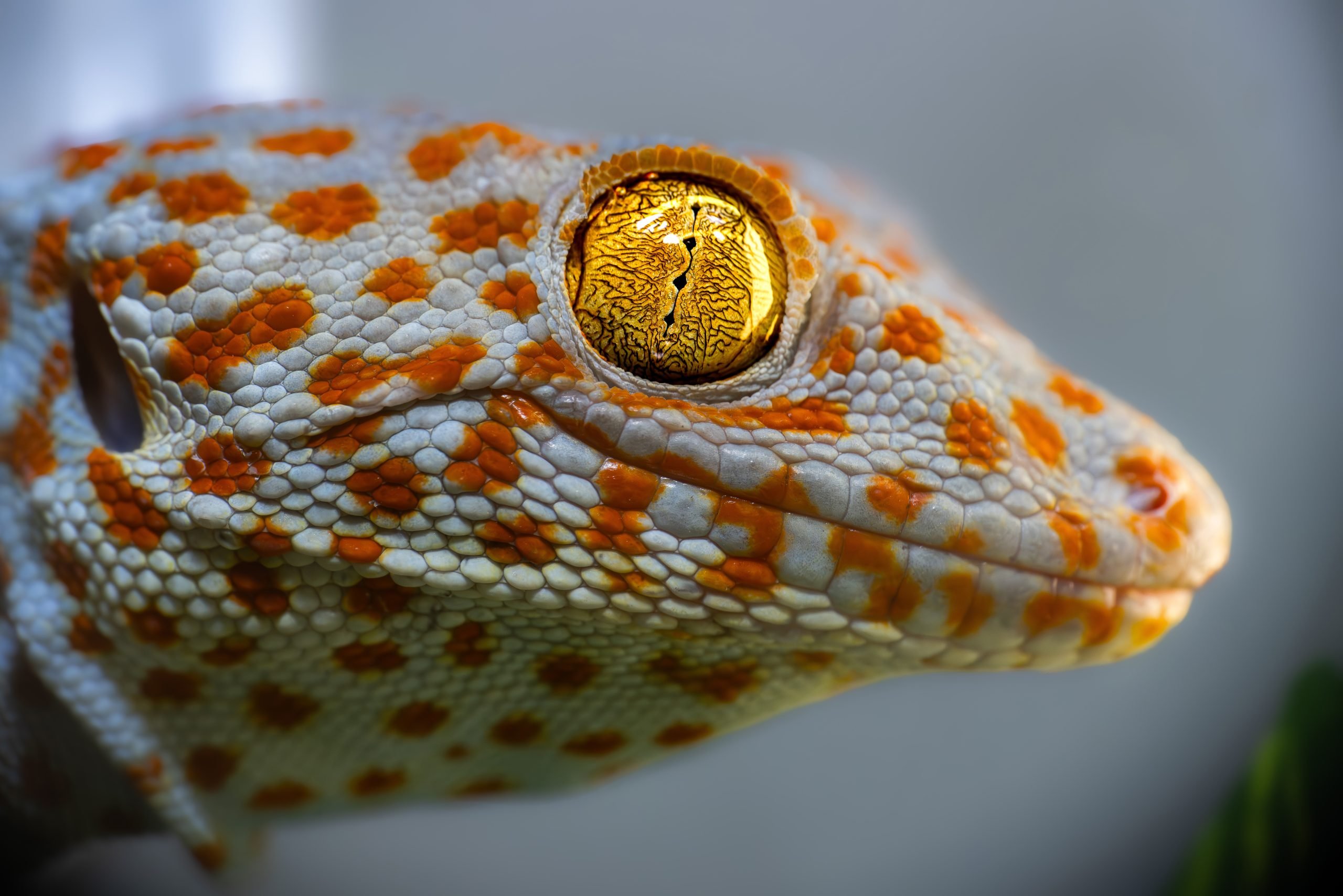 Tokay-Gekko-scaled.jpg