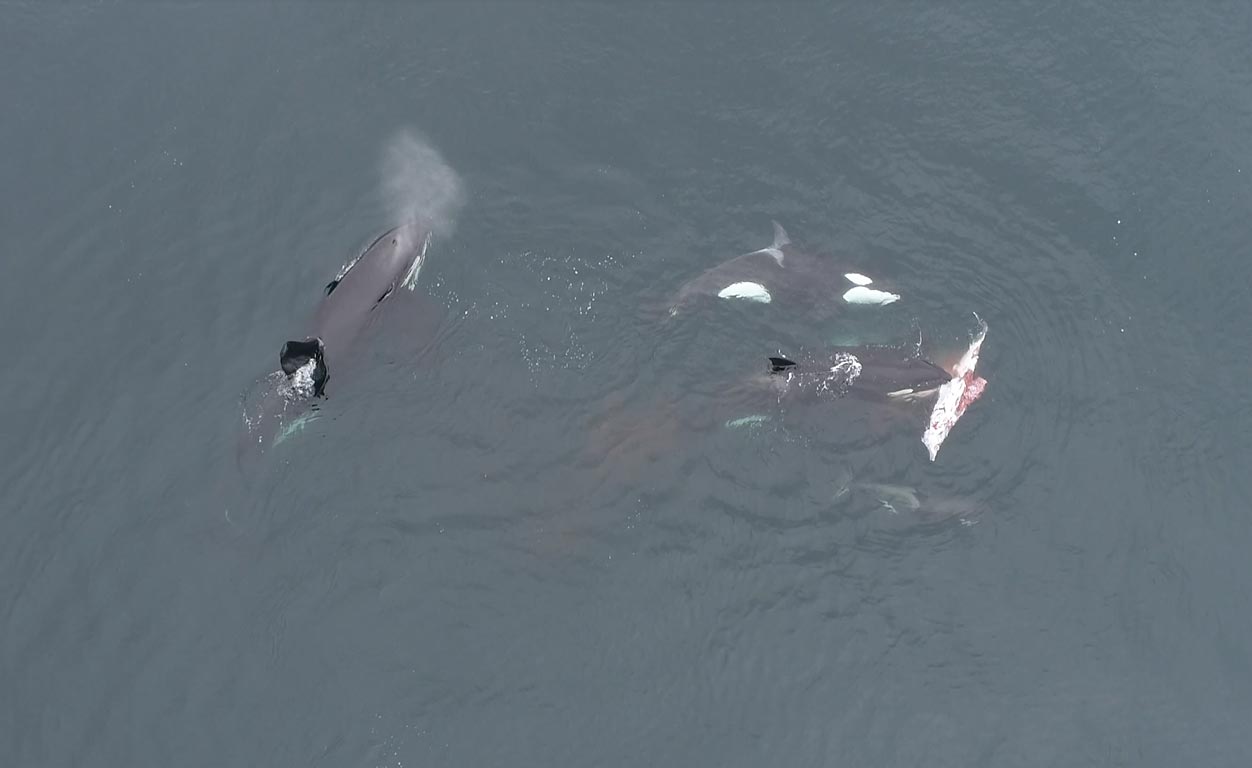 Orcas-Sharing-Meat.jpg