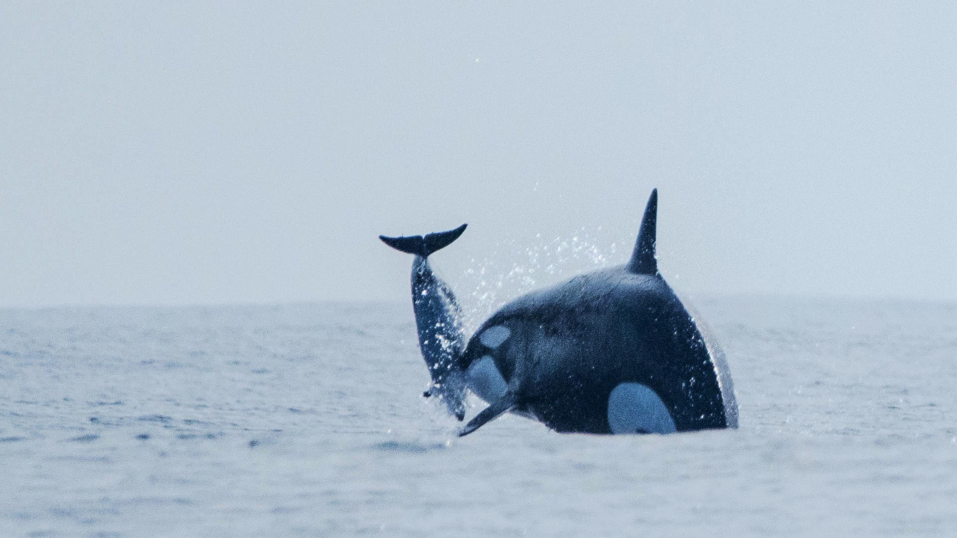 Orca-Propelling-Dolphin-Into-Air-Crop.jpg