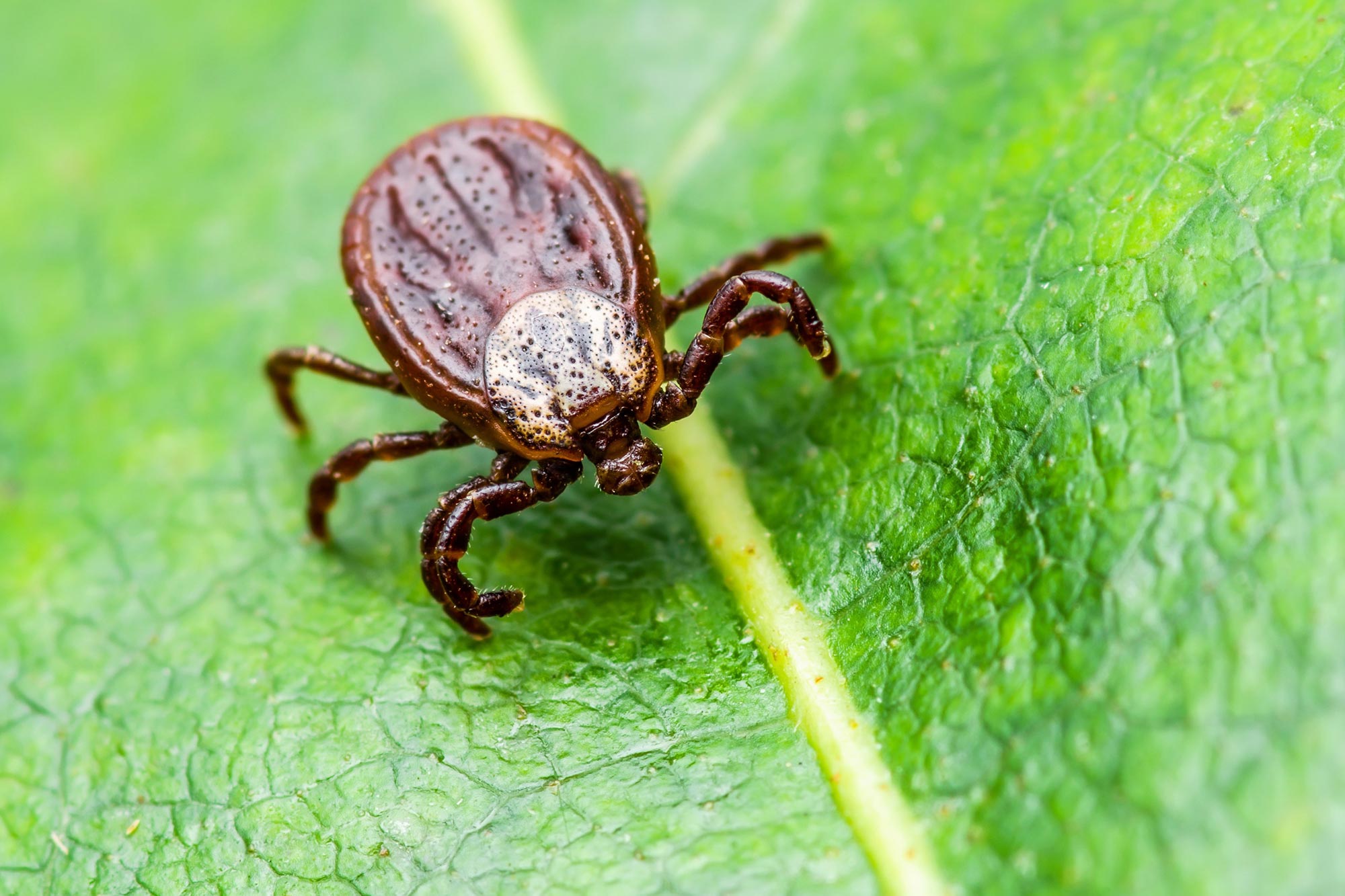 Tick-on-Leaf.jpg