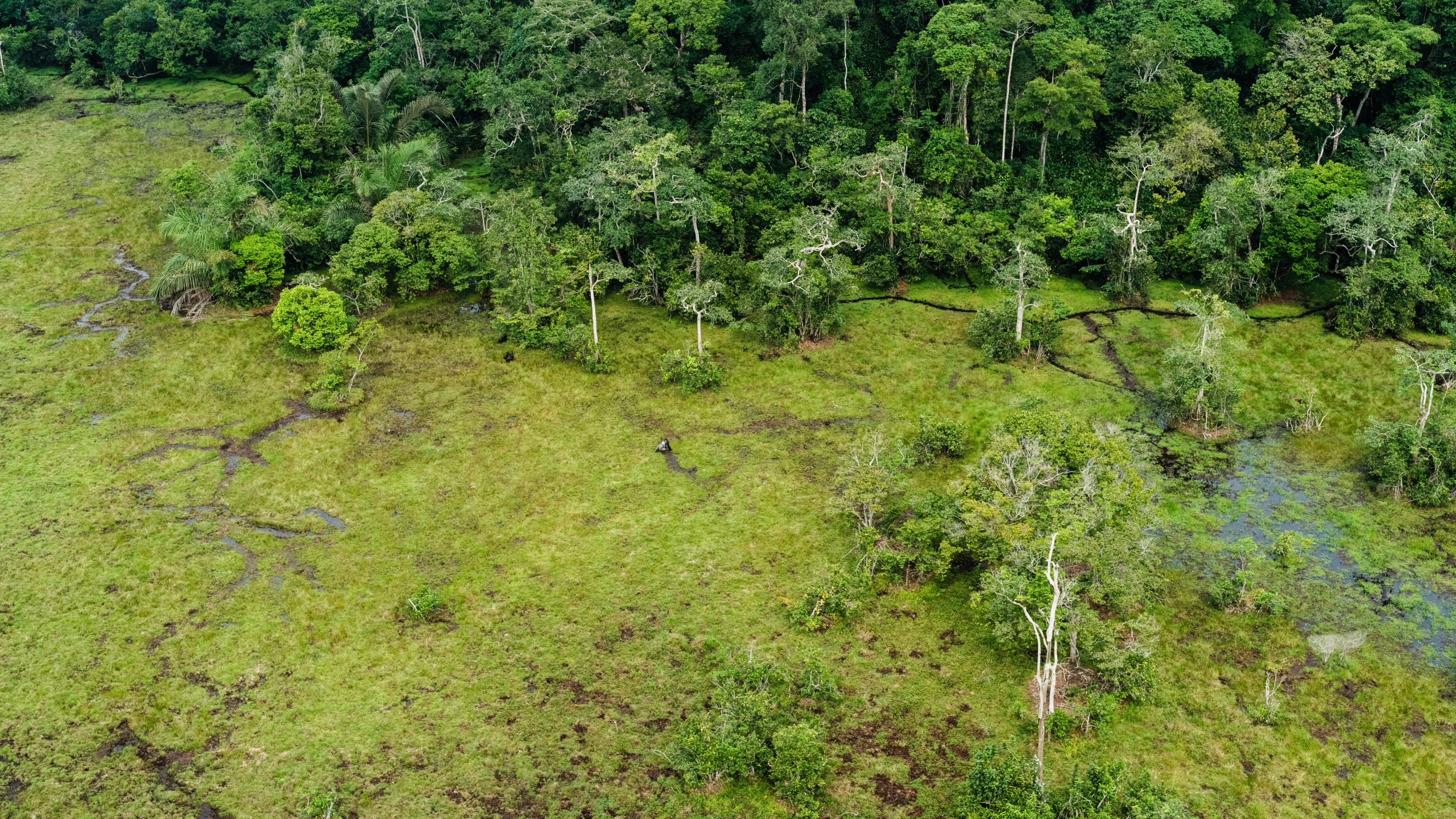 Gorillas-in-a-Congo-Rainforest-Bai-scaled.jpg