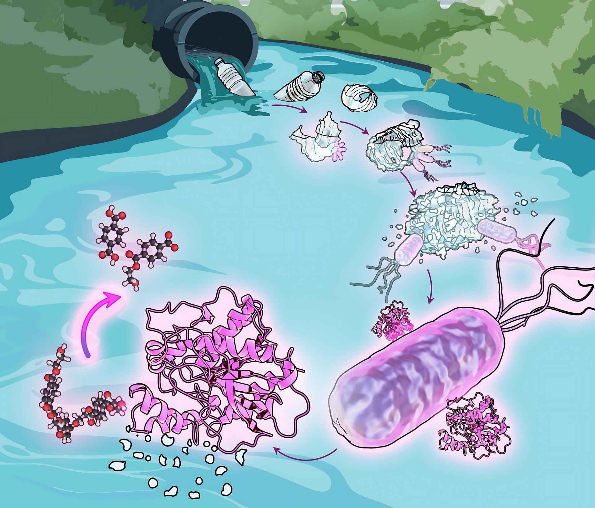 Illustration-of-Comamonas-Bacteria.jpg