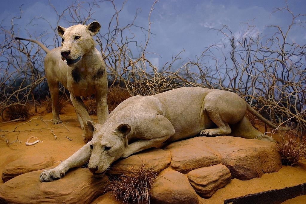 Tsavo-Man-Eaters-Field-Museum-of-Natural-History.jpg
