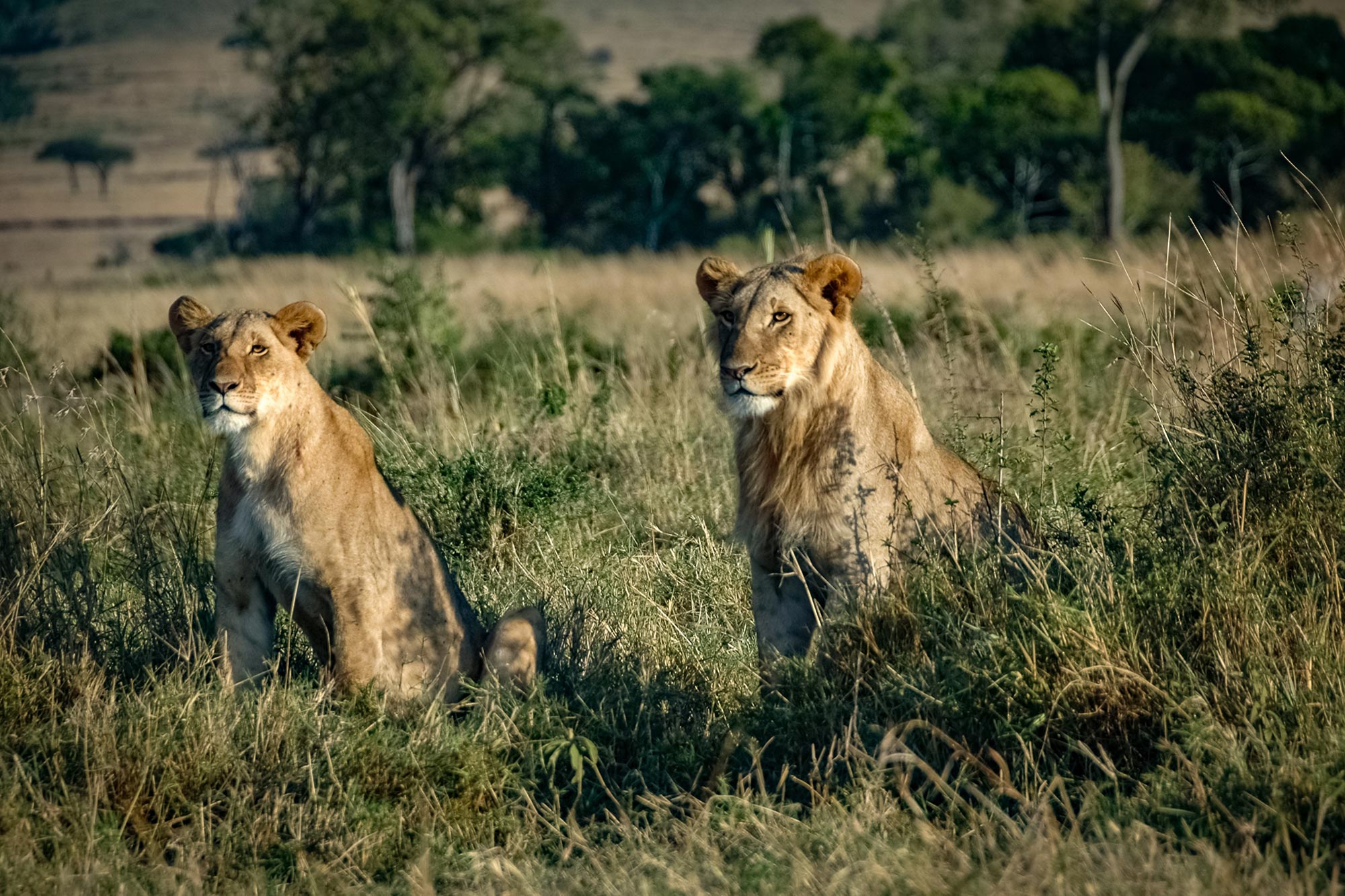 Lions-Roaming-Kenyan-Wilderness.jpg
