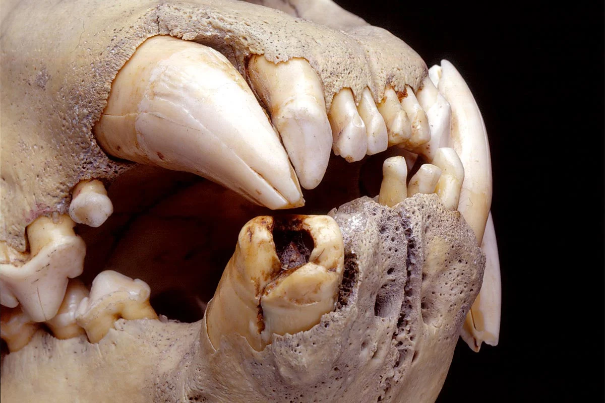 Lion-Skull-With-Broken-Tooth.webp