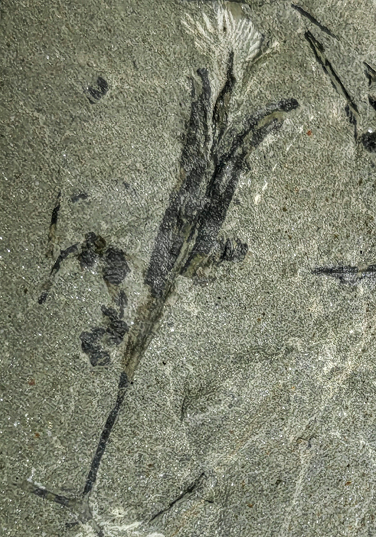 Winged-Seed-Fossil-Alasemenia.jpg
