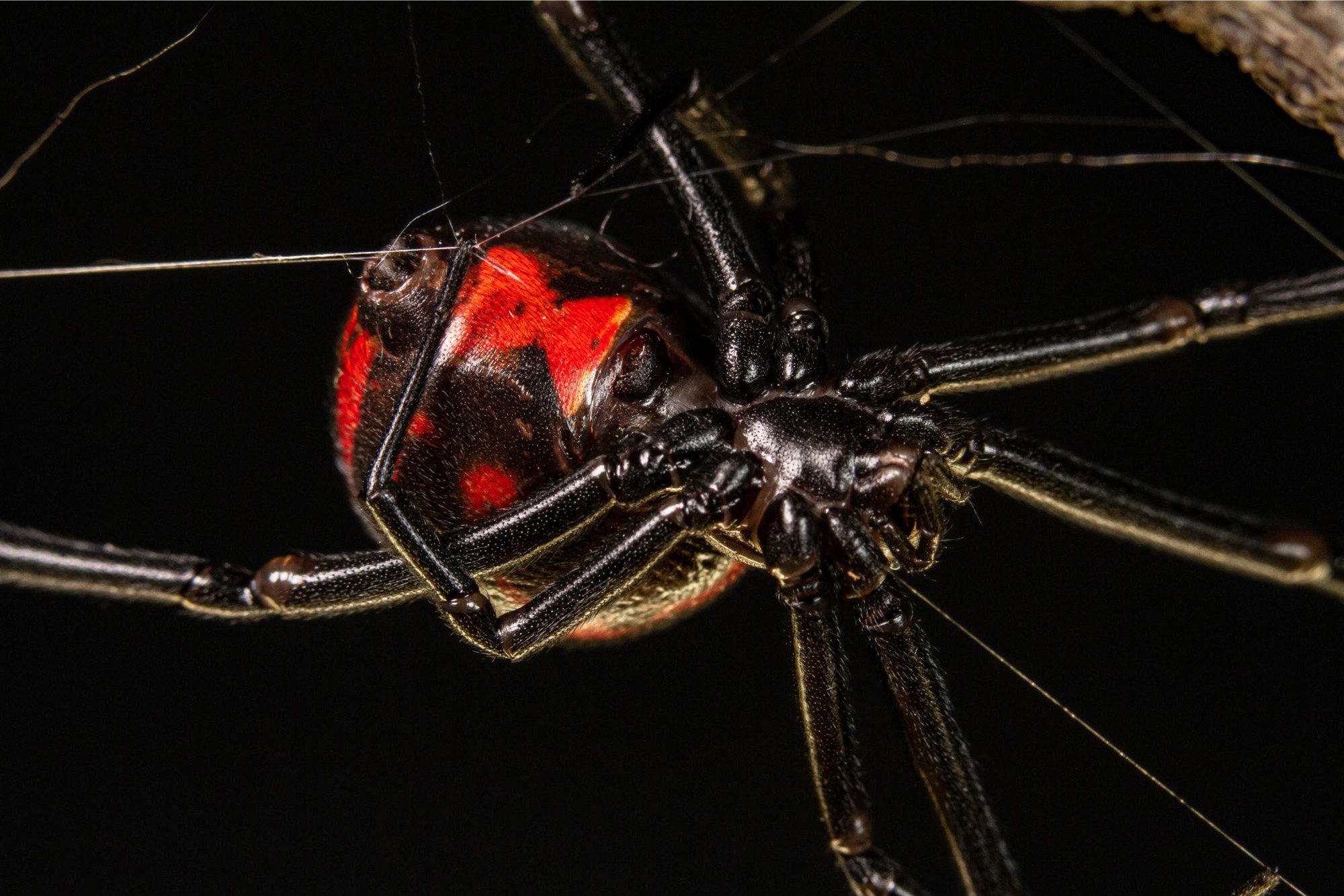 Black-Widow-Spider-1.jpg
