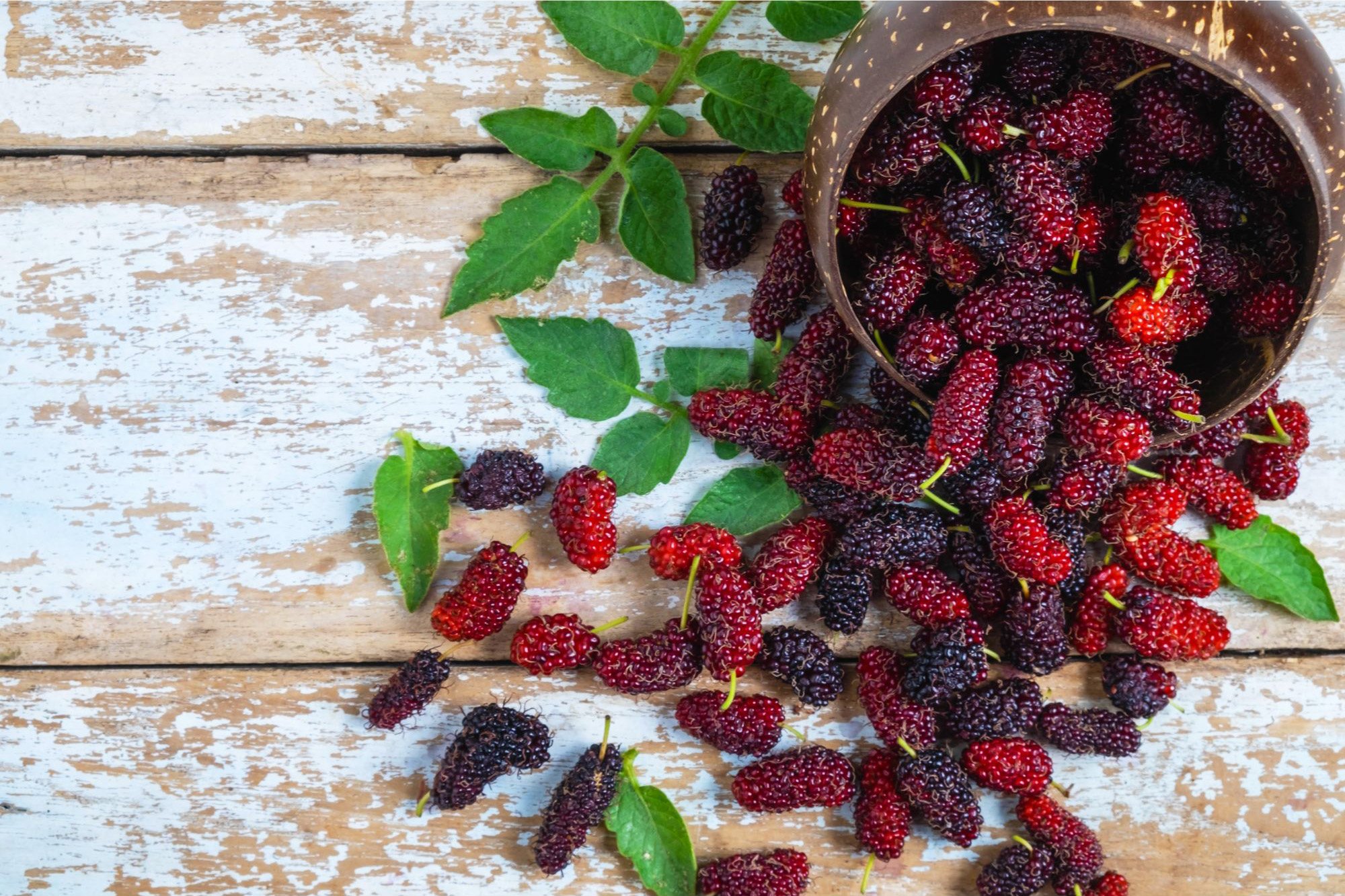 Mulberries.jpg