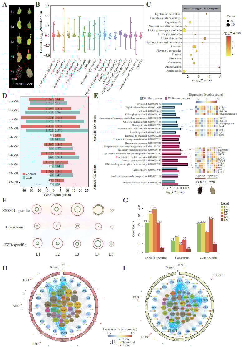 Transcriptional-and-Metabolic-Patterns-Associated-With-Fruit-Color.jpg