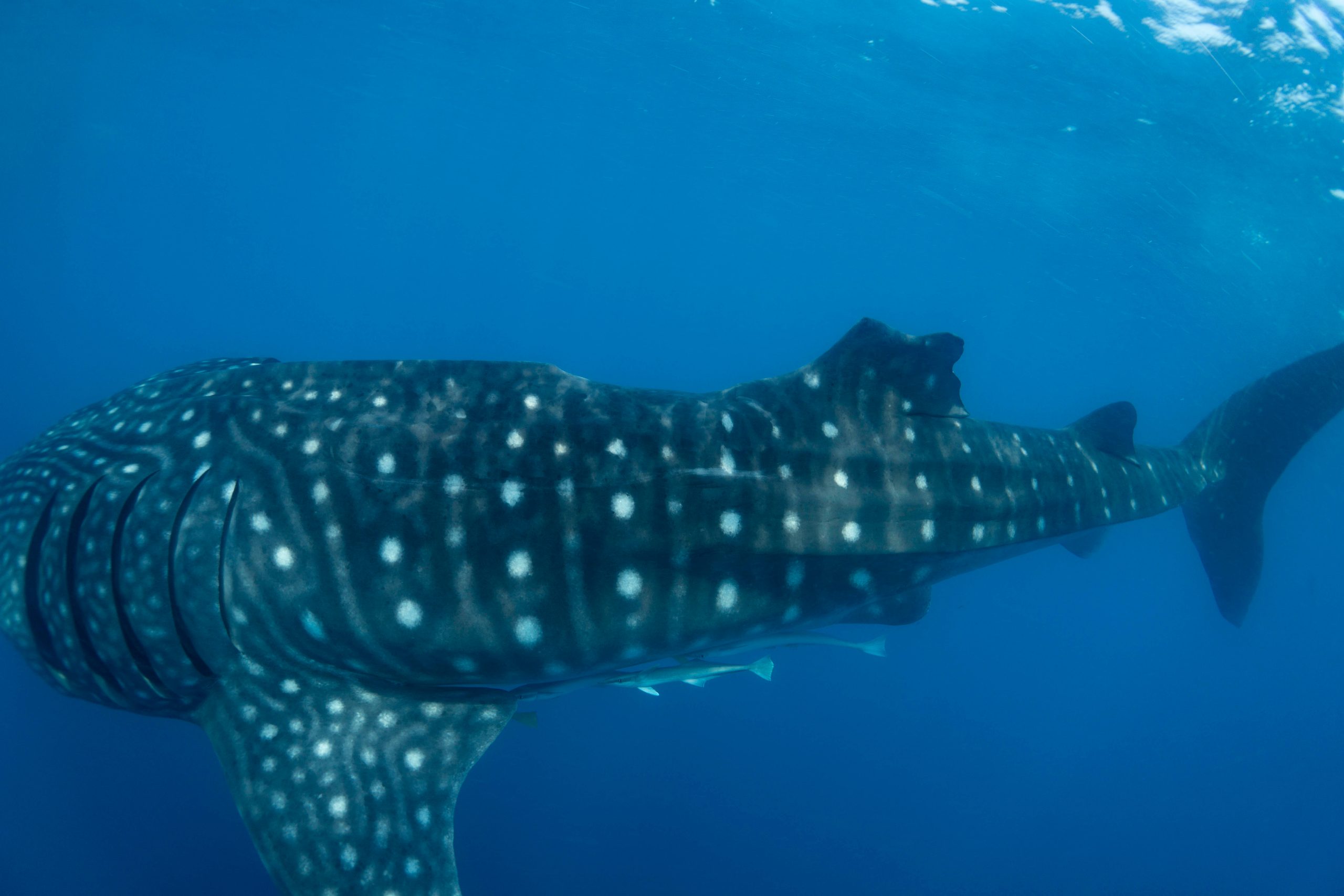 Whale-Shark-With-Injury-to-the-Dorsal-Fin-scaled.jpg
