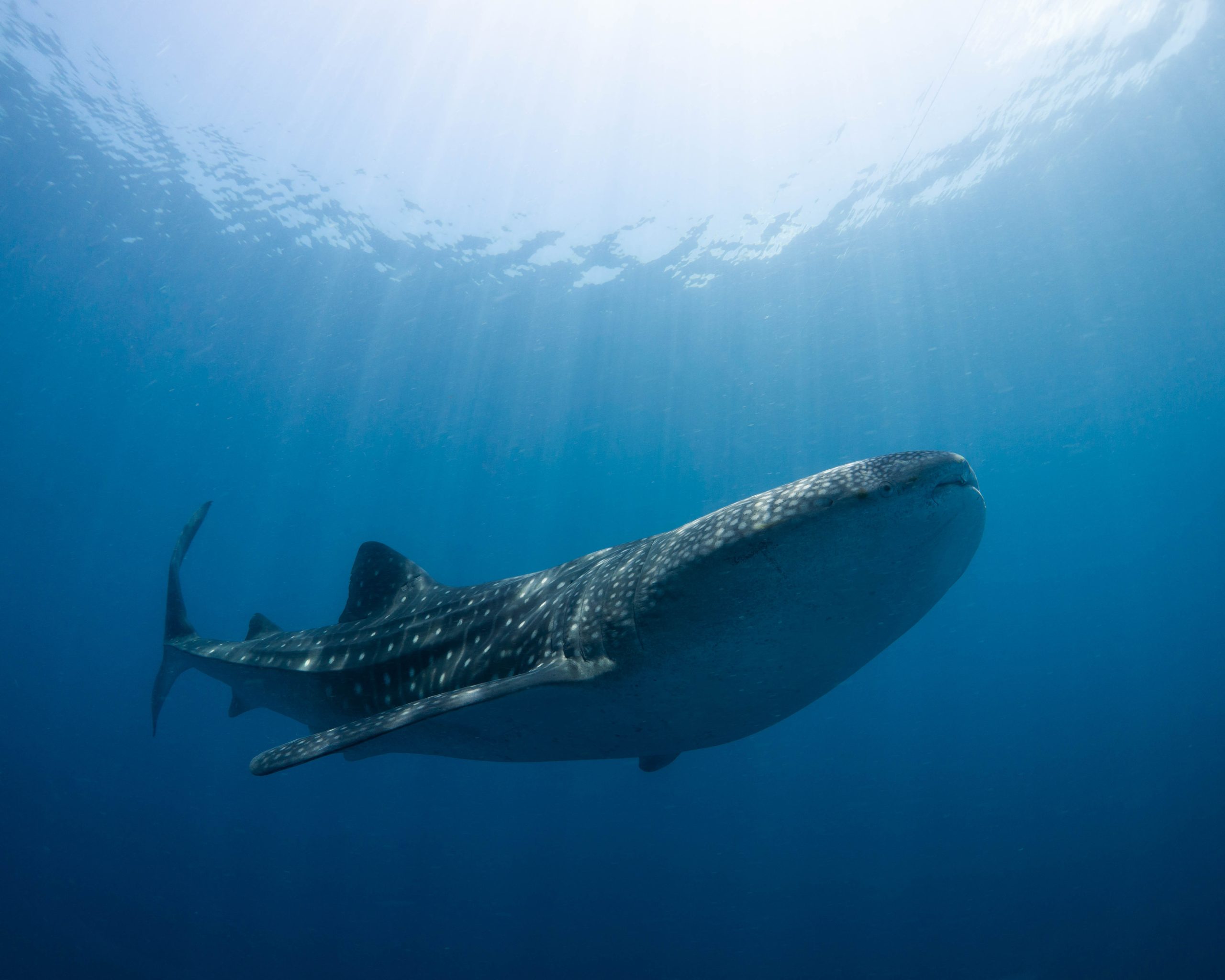 Whale-Shark-Swimming-scaled.jpg