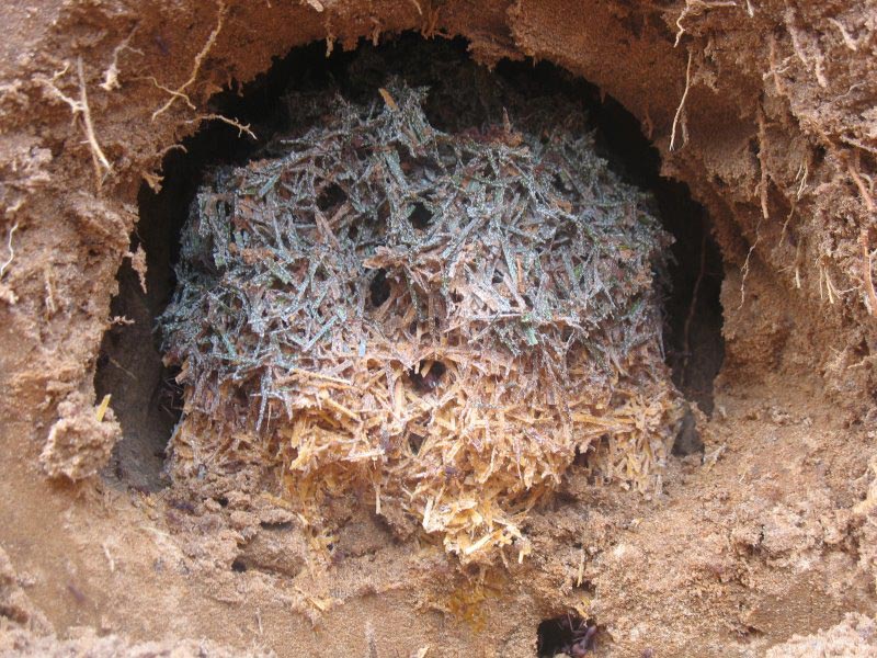 Fungus-Garden-in-Botucatu-Anthill.jpg