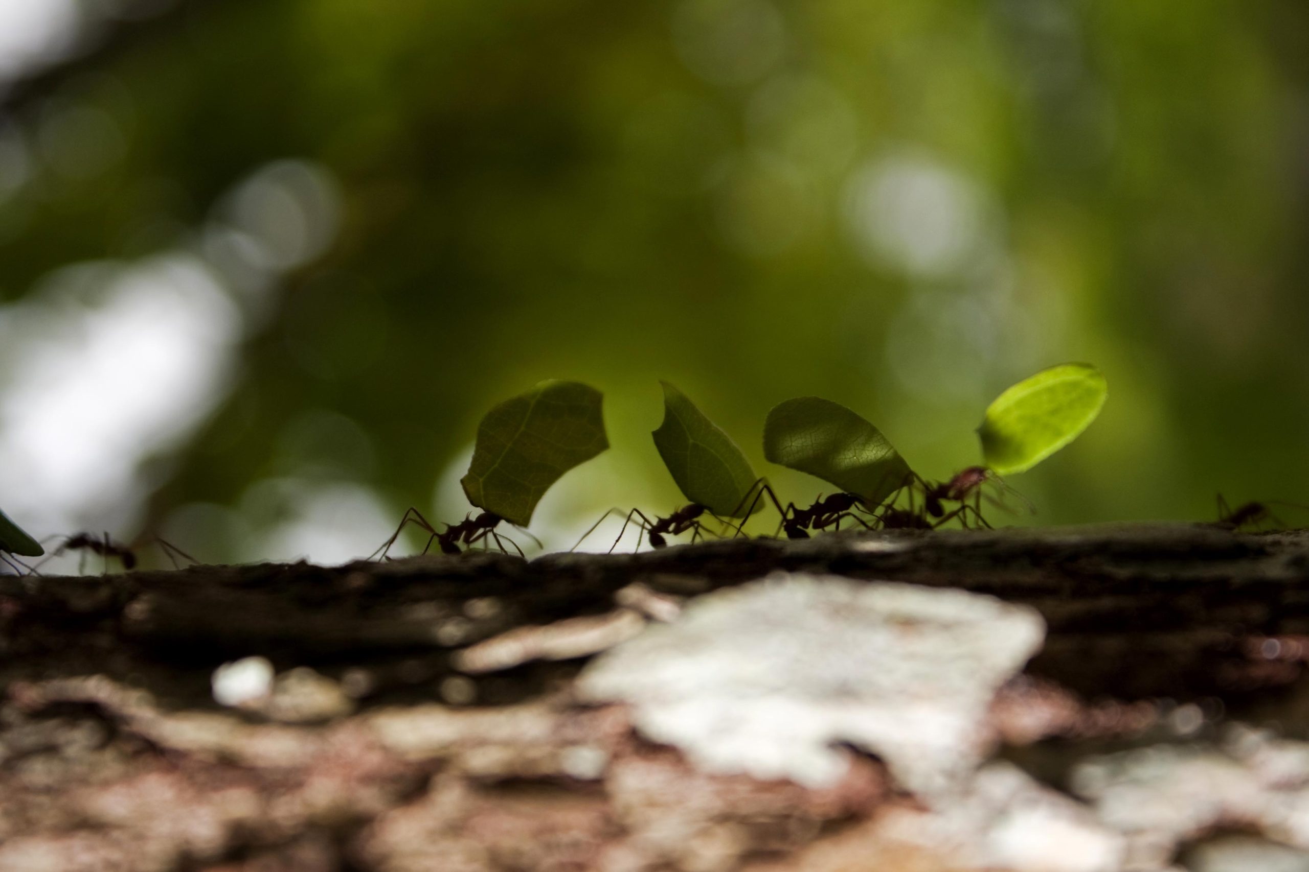 Lemon-Leafcutter-Atta-colombica-Workers-scaled.jpg