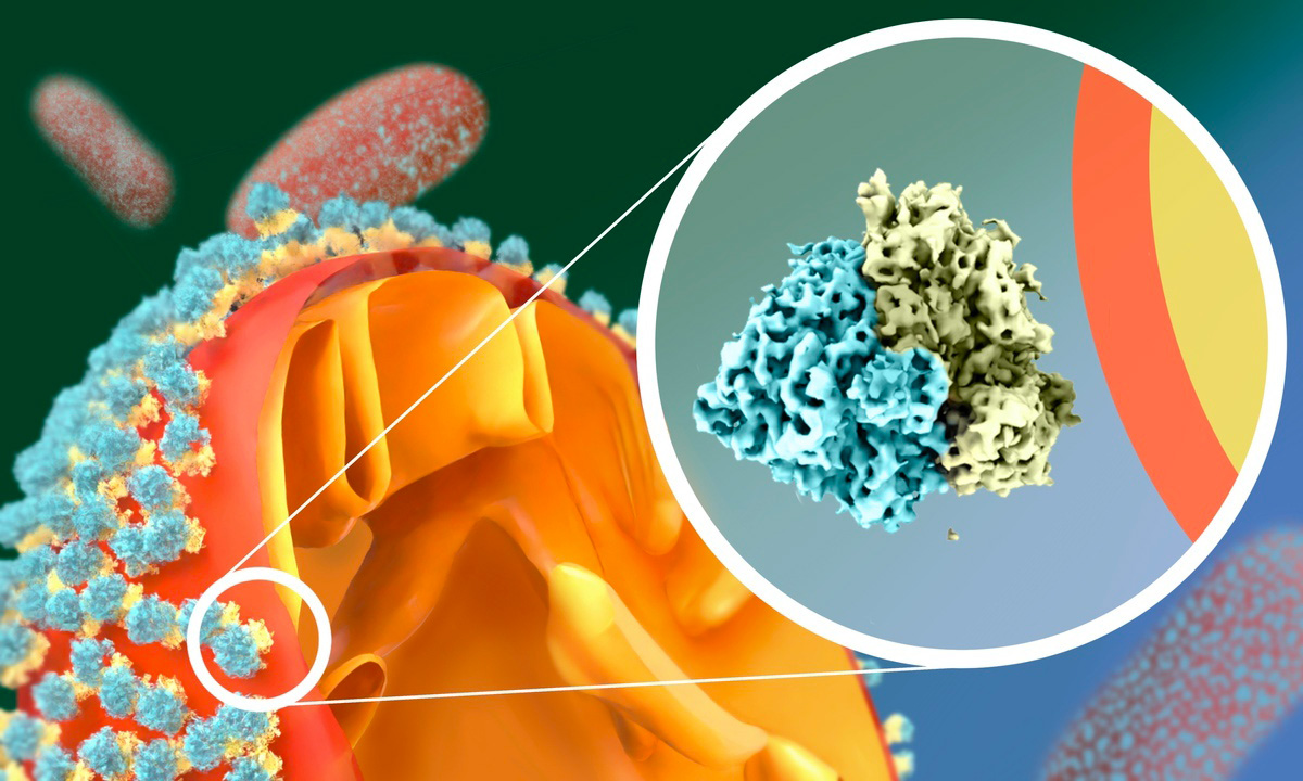 Ribosomes-Coating-Mitochondria.jpg