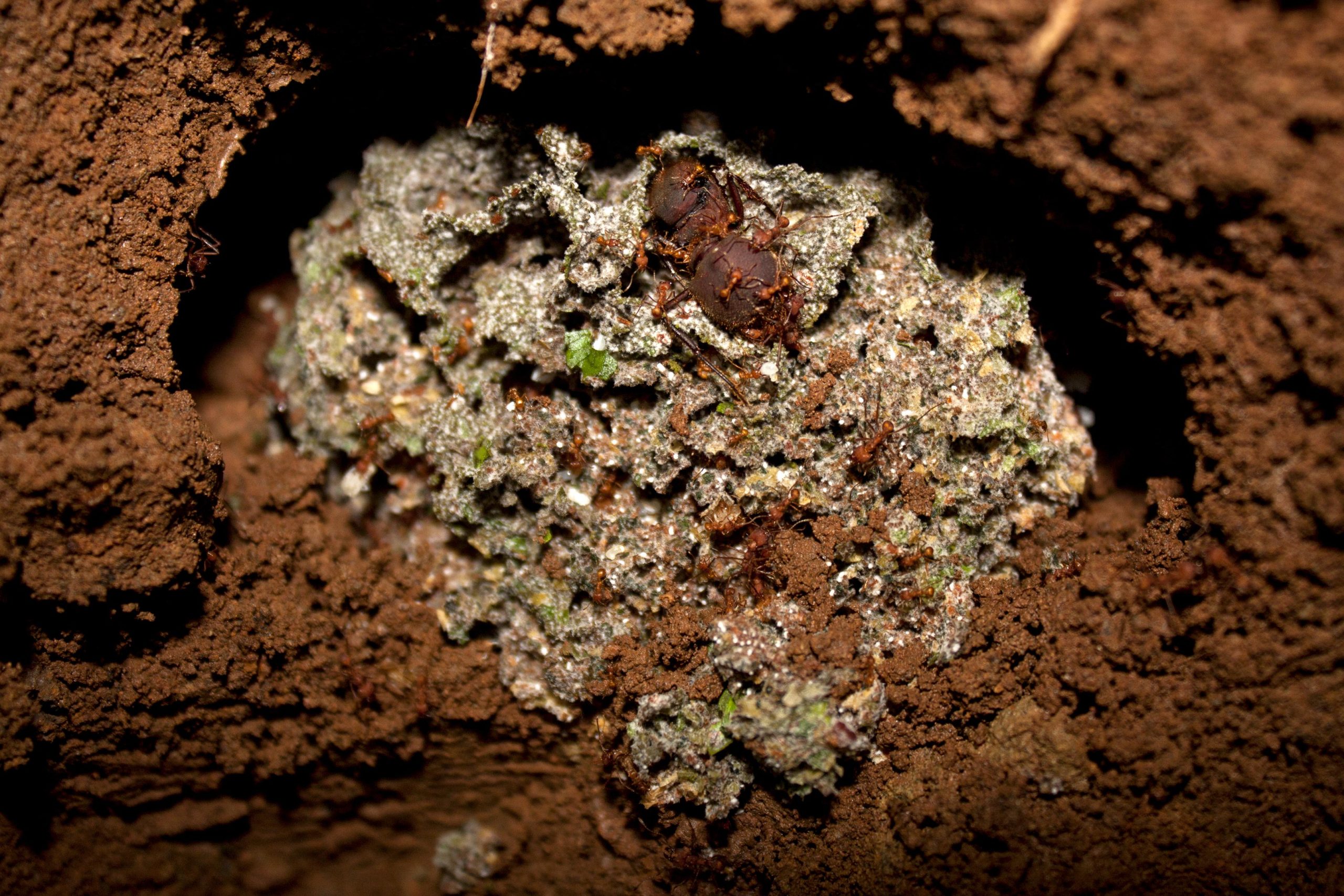 Colony-of-Atta-colombica-Ants-scaled.jpg
