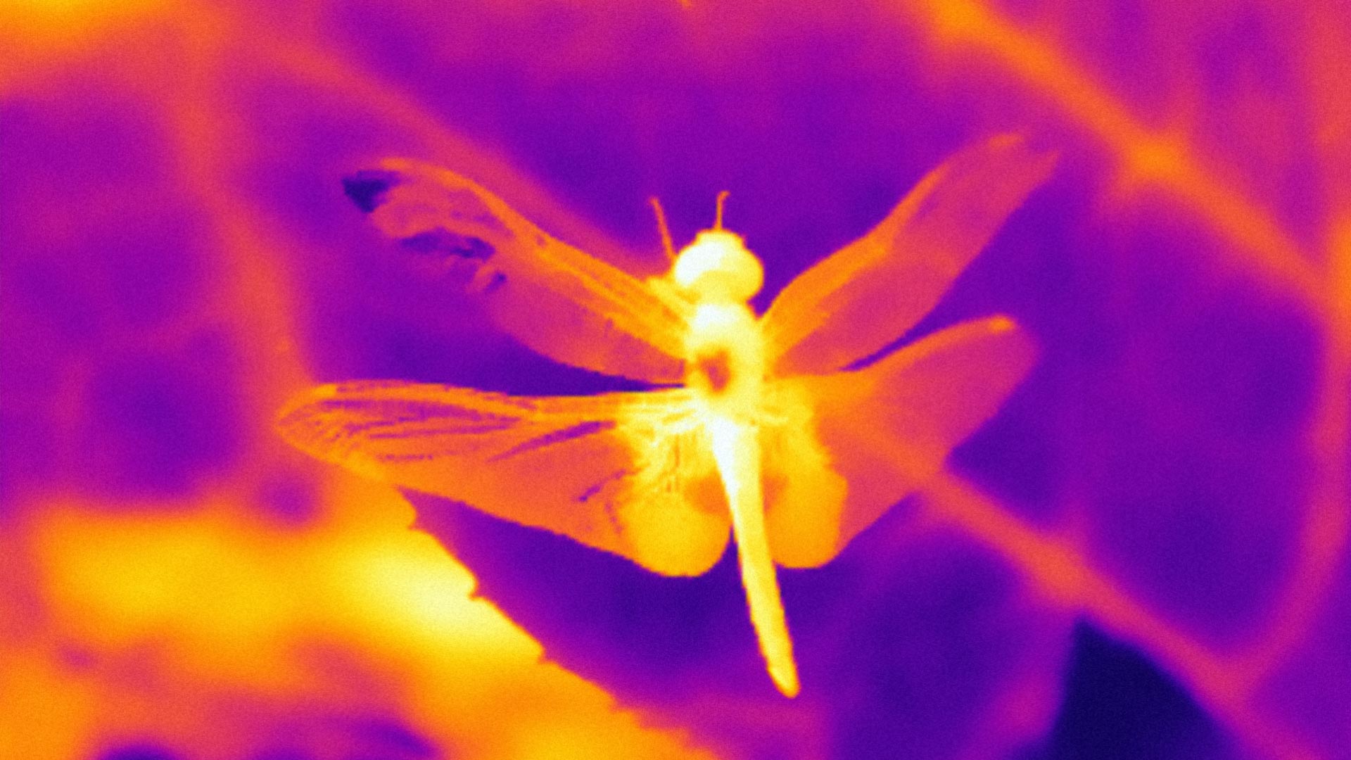 Infrared-Spectrum-Image-of-Dragonfly.jpg