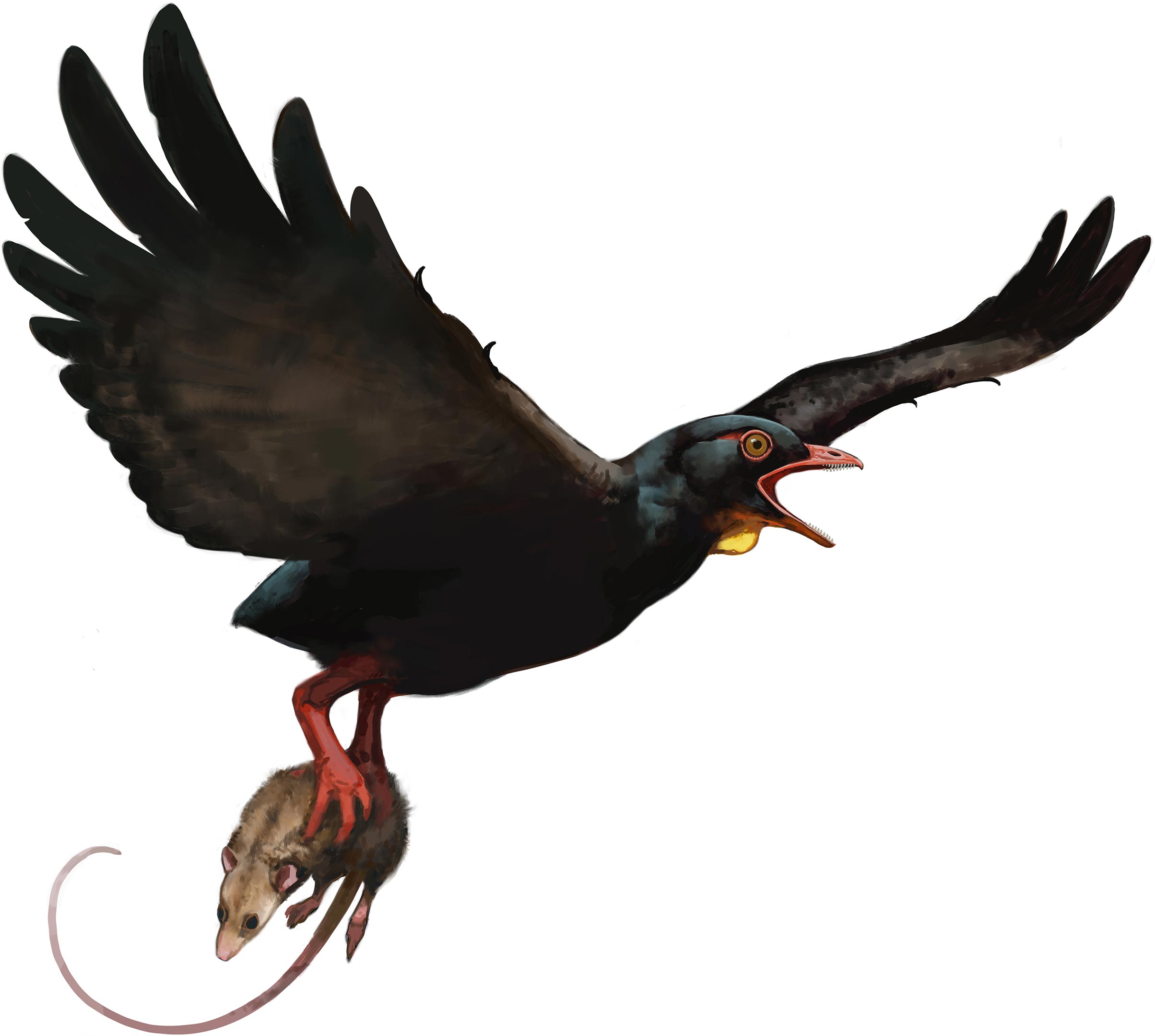 Avisaurus-darwini-Illustration.jpg