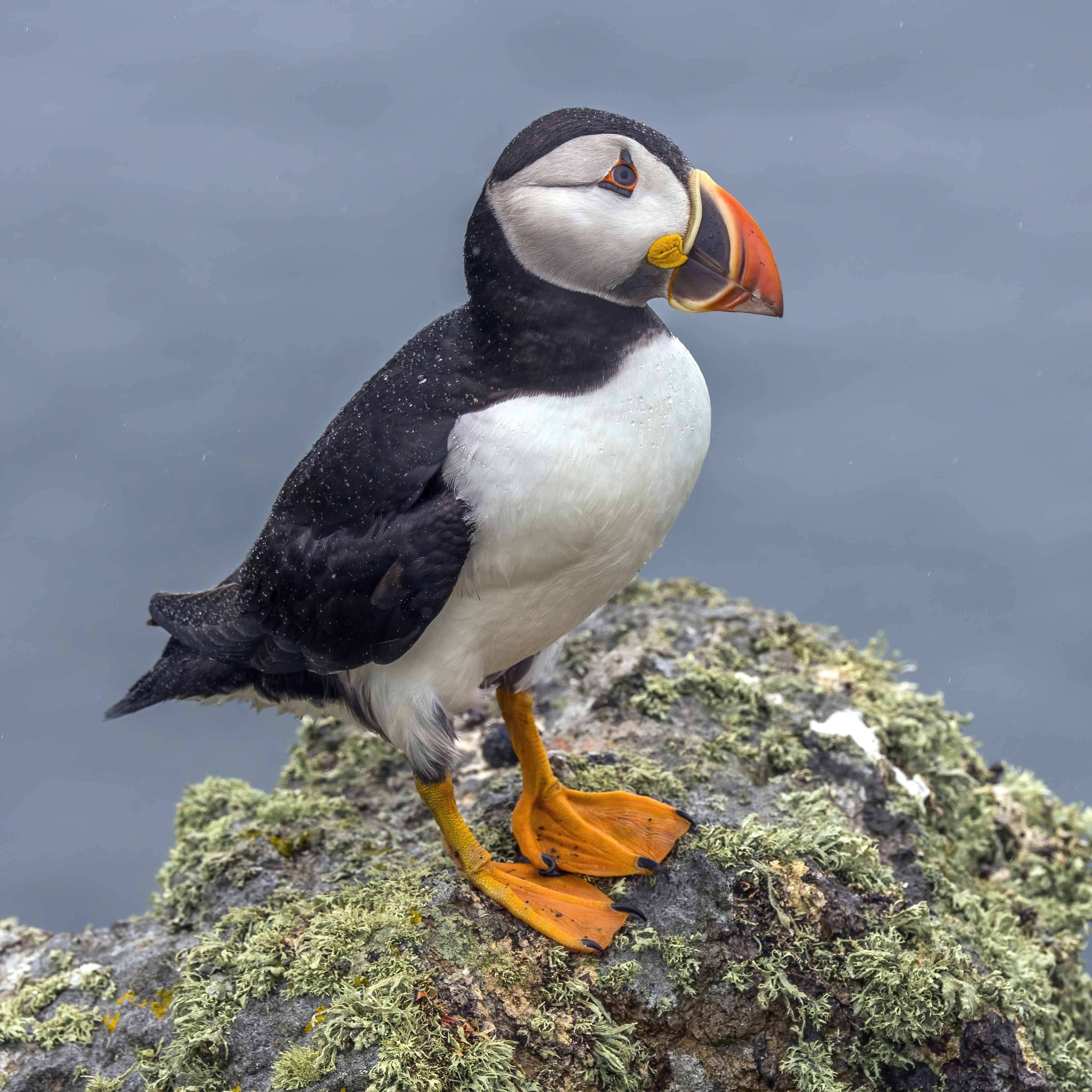 Puffin_(Fratercula_arctica).jpg