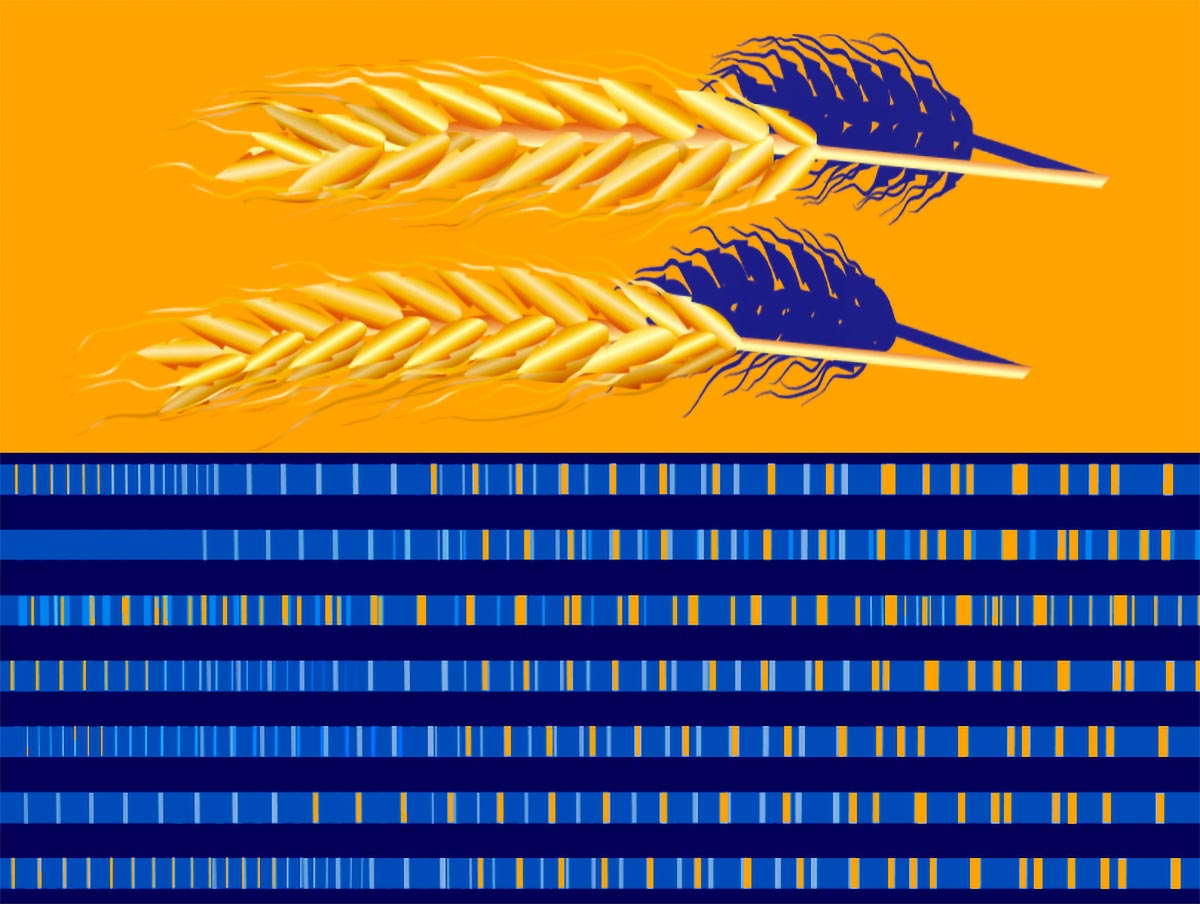 Duplication-of-Gene-Influences-How-Efficiently-We-Digest-Starch.jpg