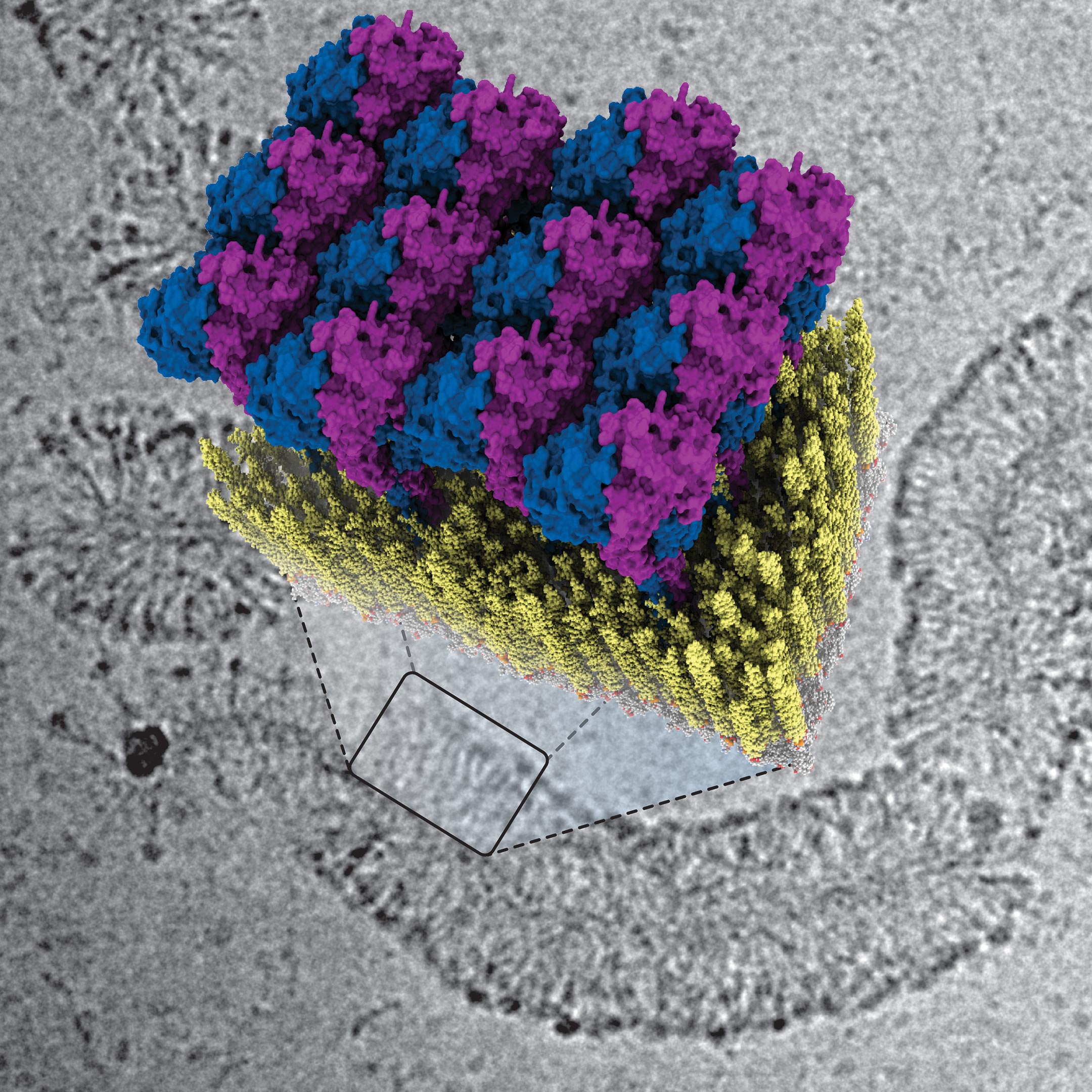 How-Innate-Immunity-Envelops-Bacteria.jpg